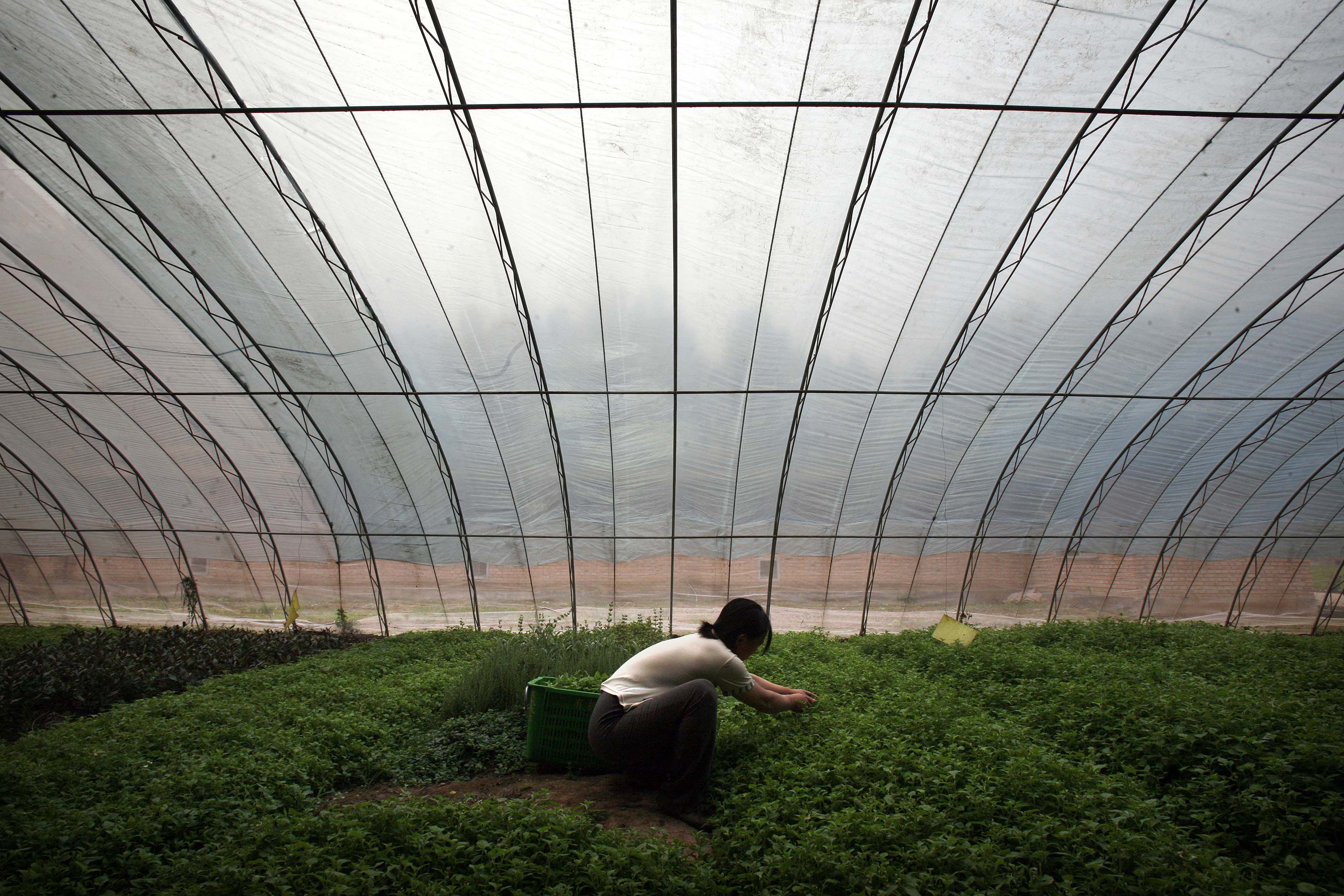 china agricultura