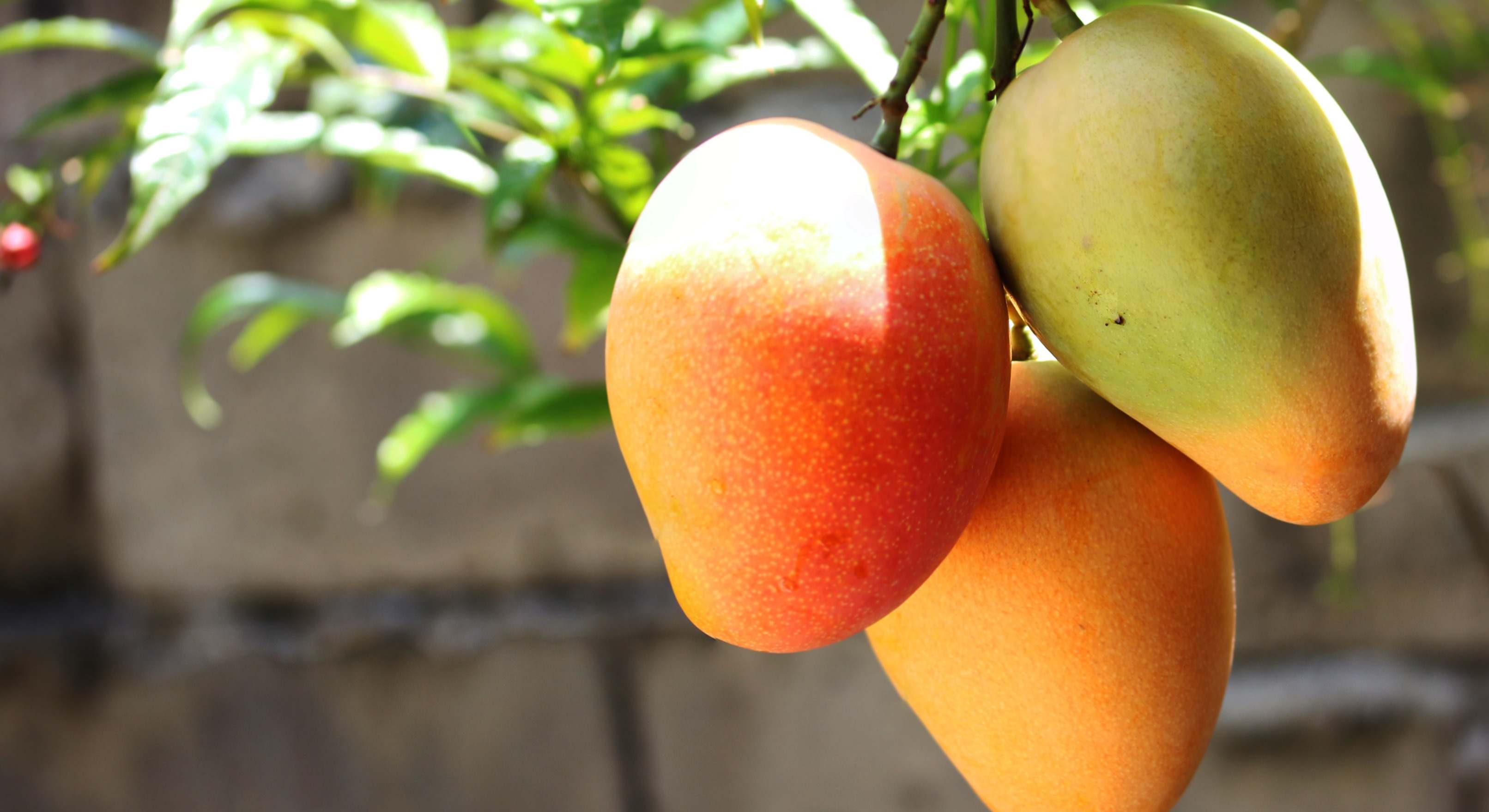 Mangos