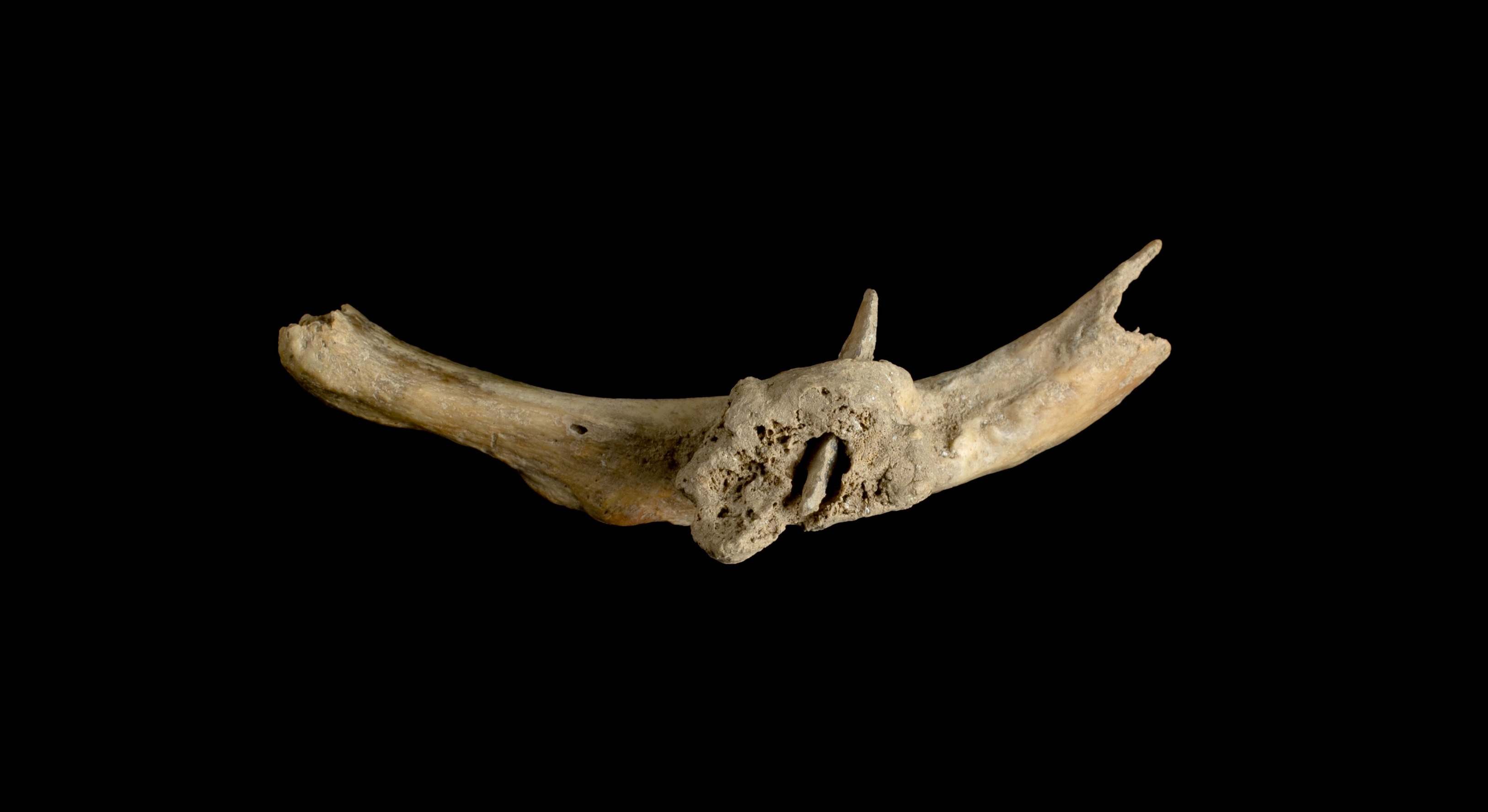 Investigadores hallan en un yacimiento de Girona una costilla.