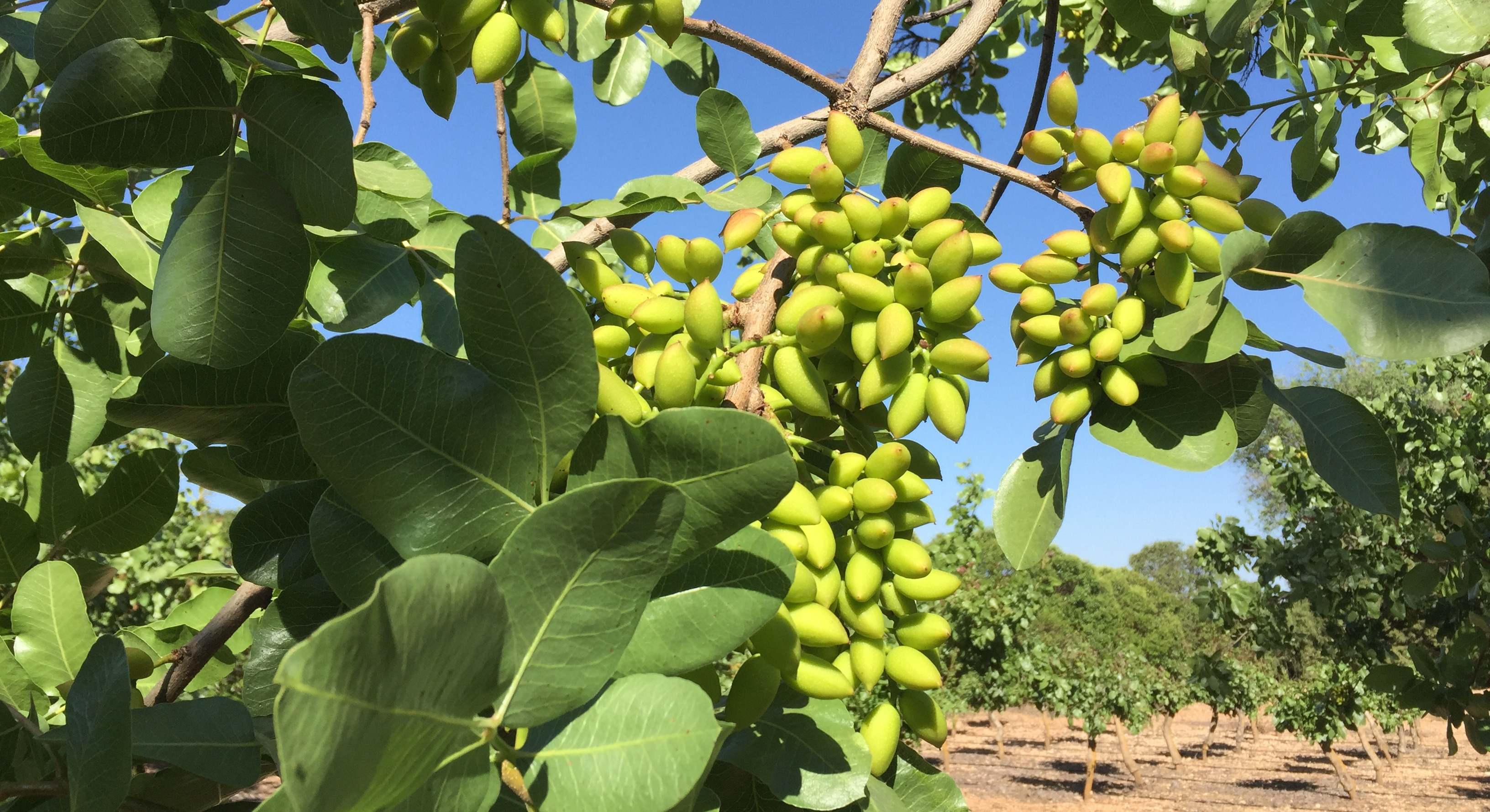 Cultivo de pistachos