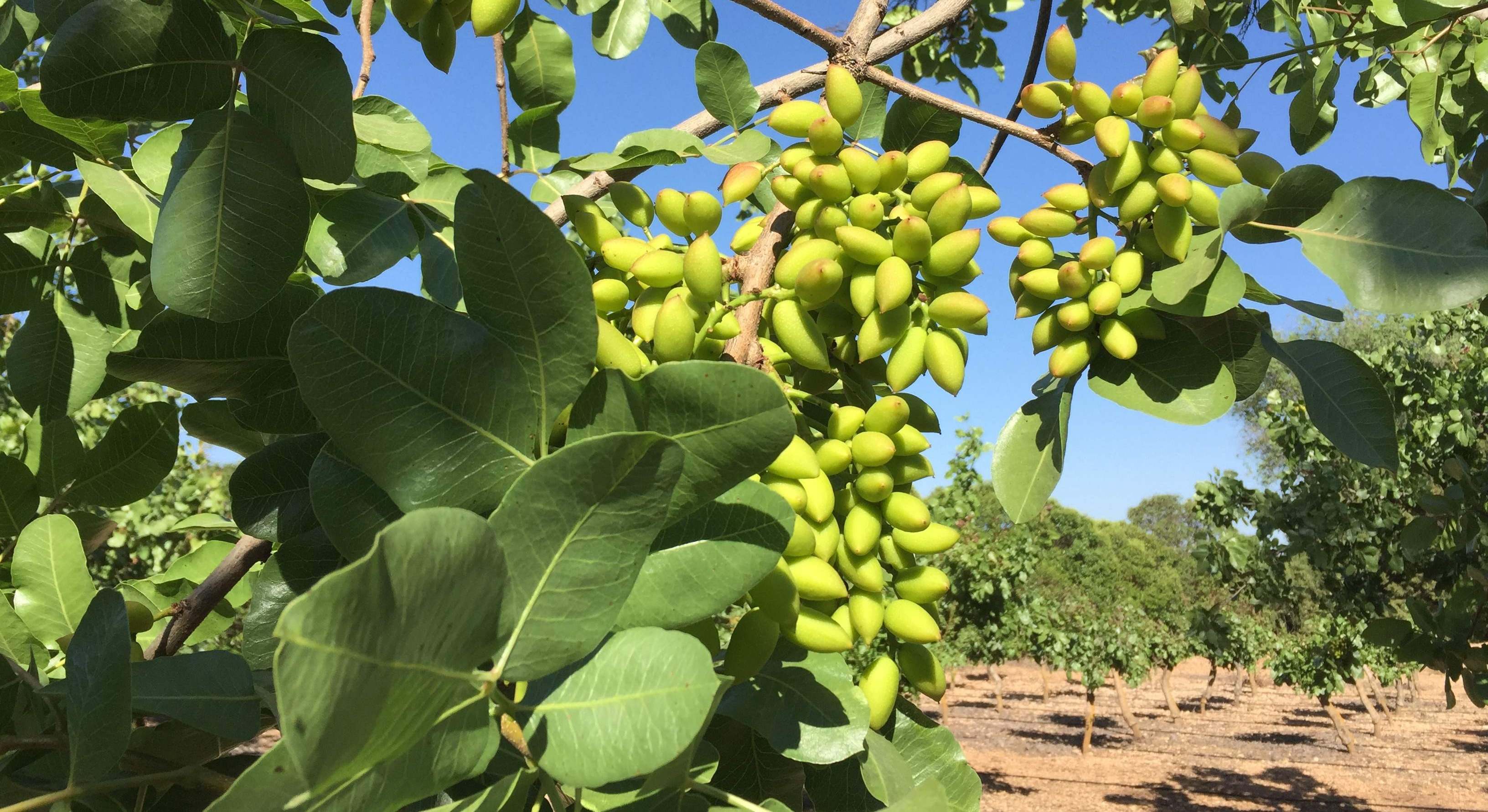 Una plantación de pistachos.