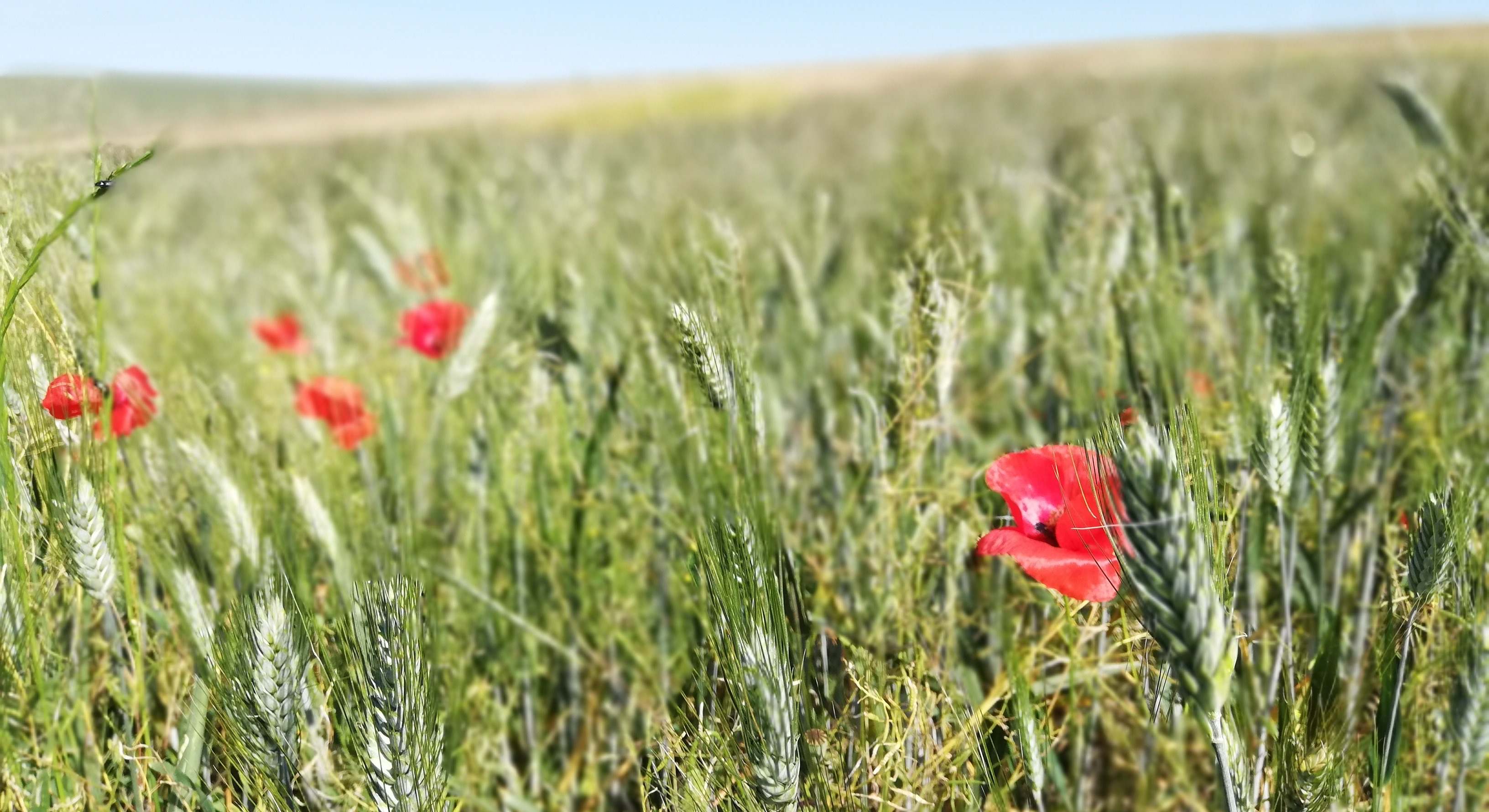 Campo de cereales en Andalucía.