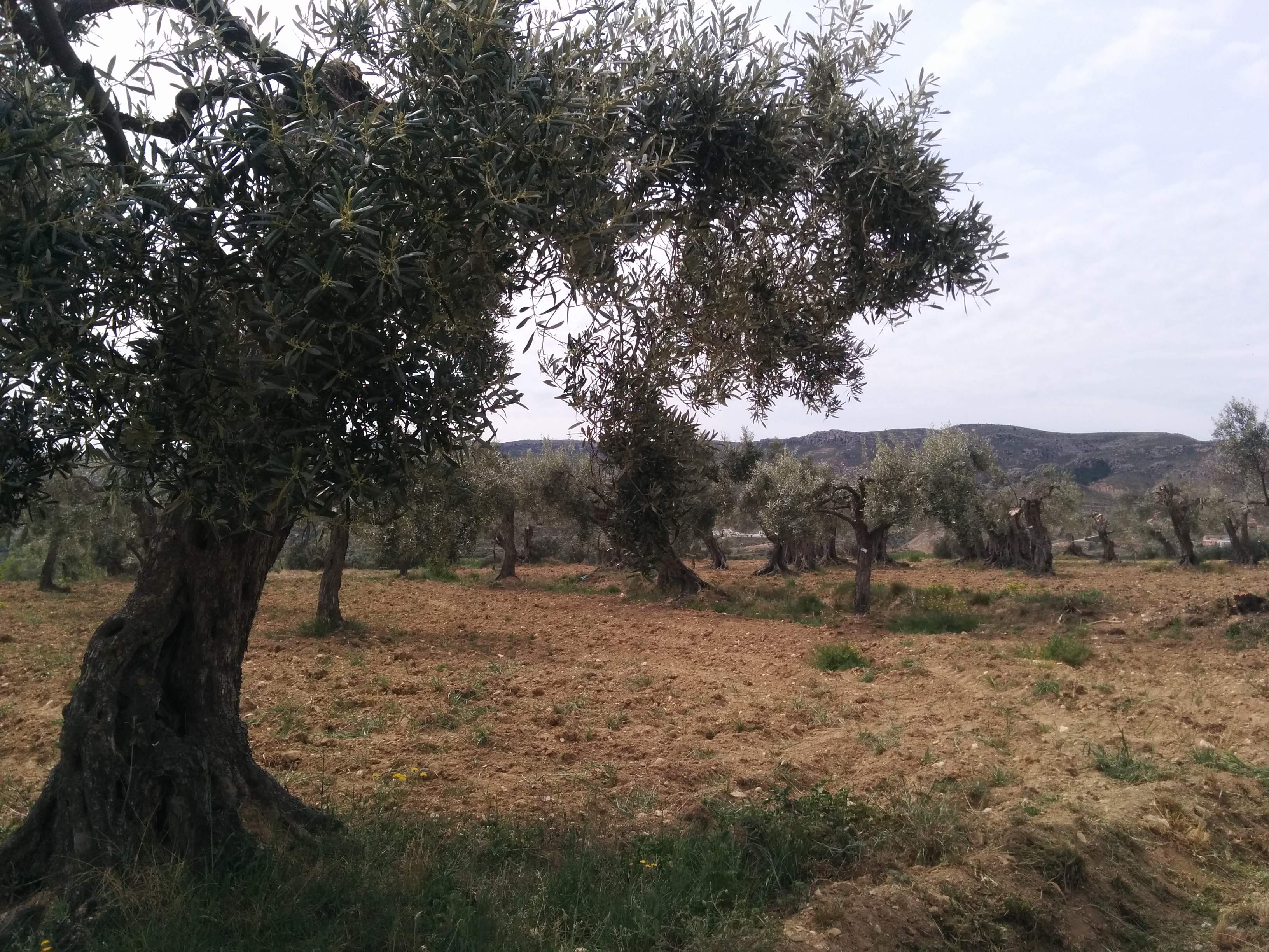 olivo.JPG