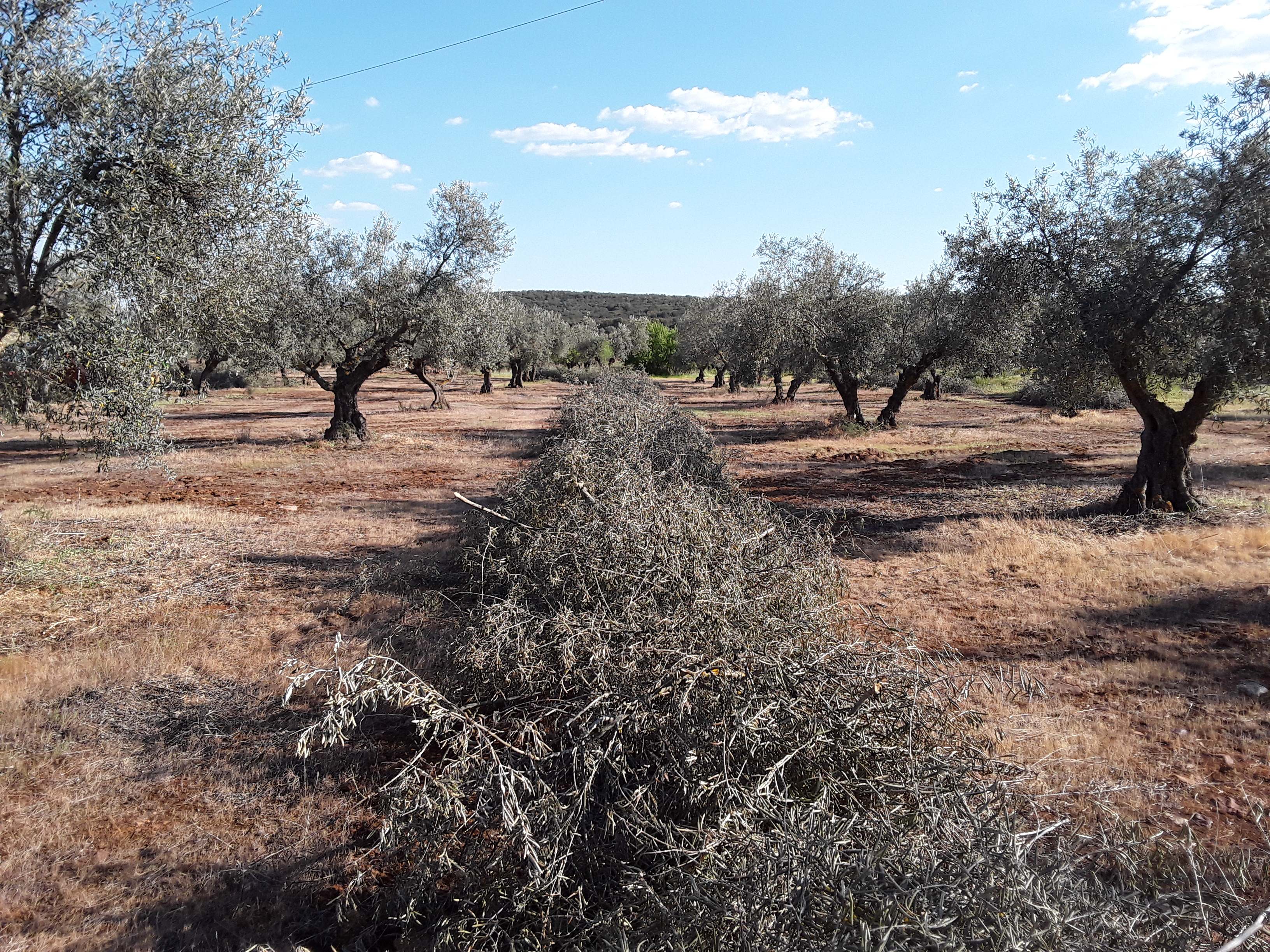 Biomasa-agricola.jpg