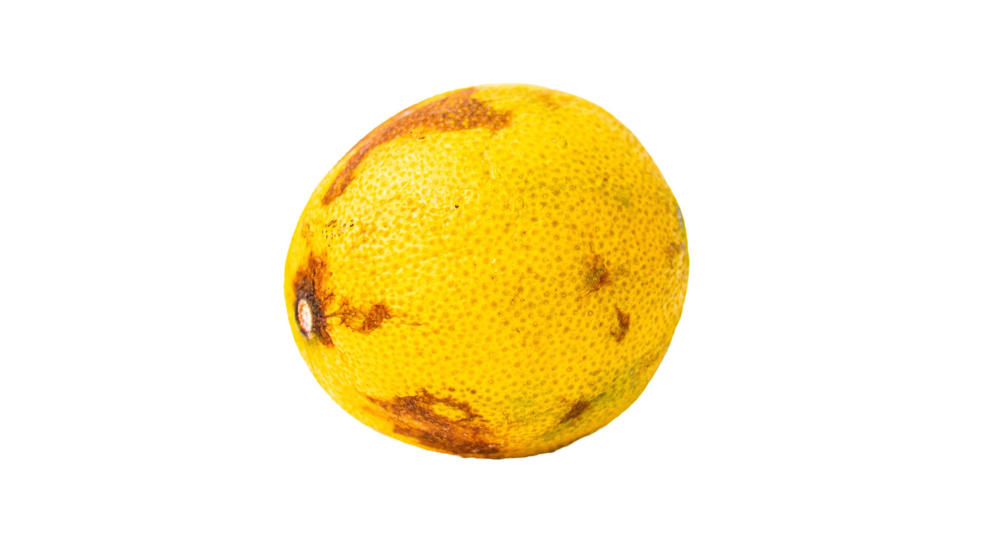 Limón podrido sobre fondo blanco