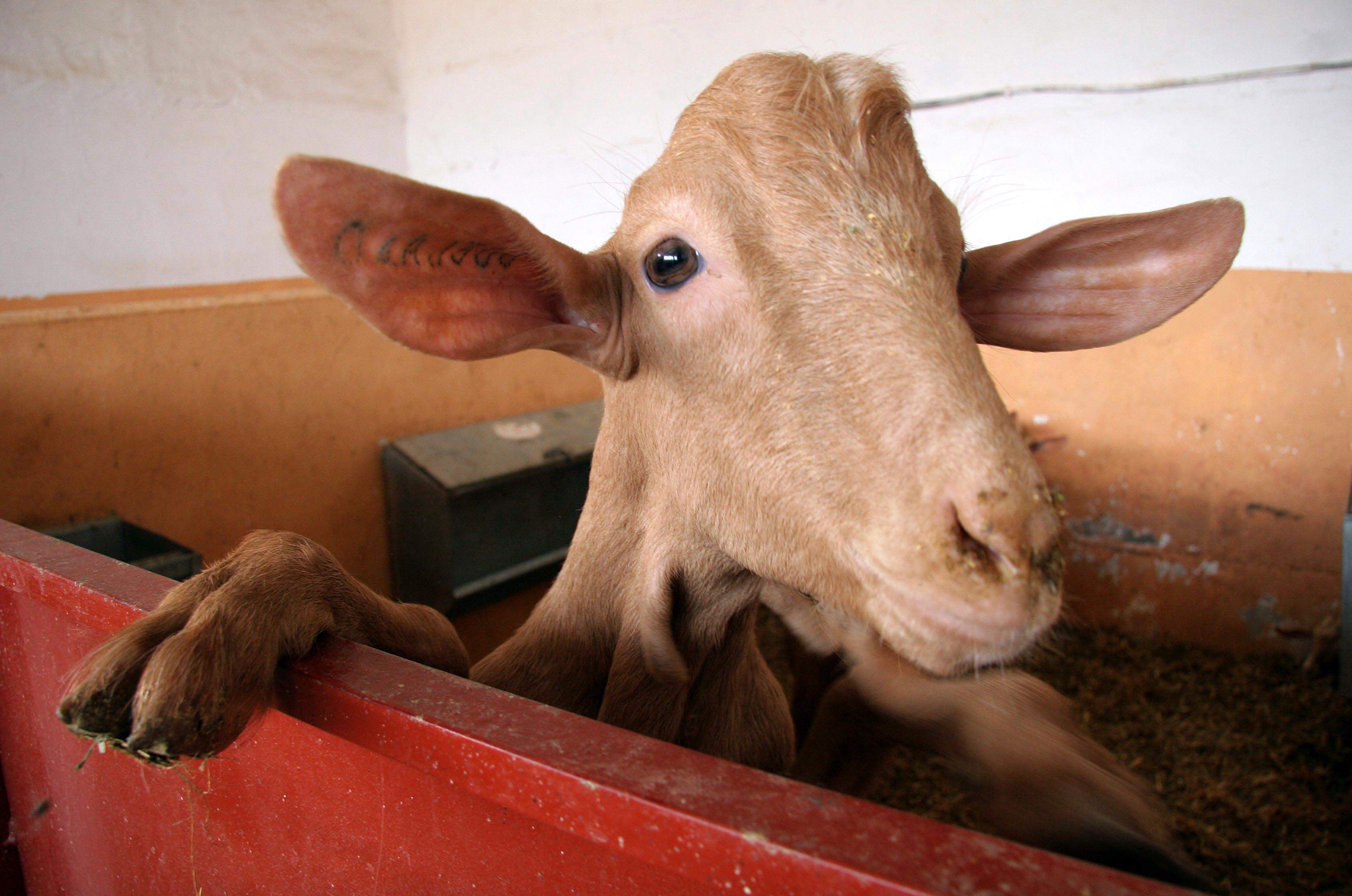 CABRAS002.JPG