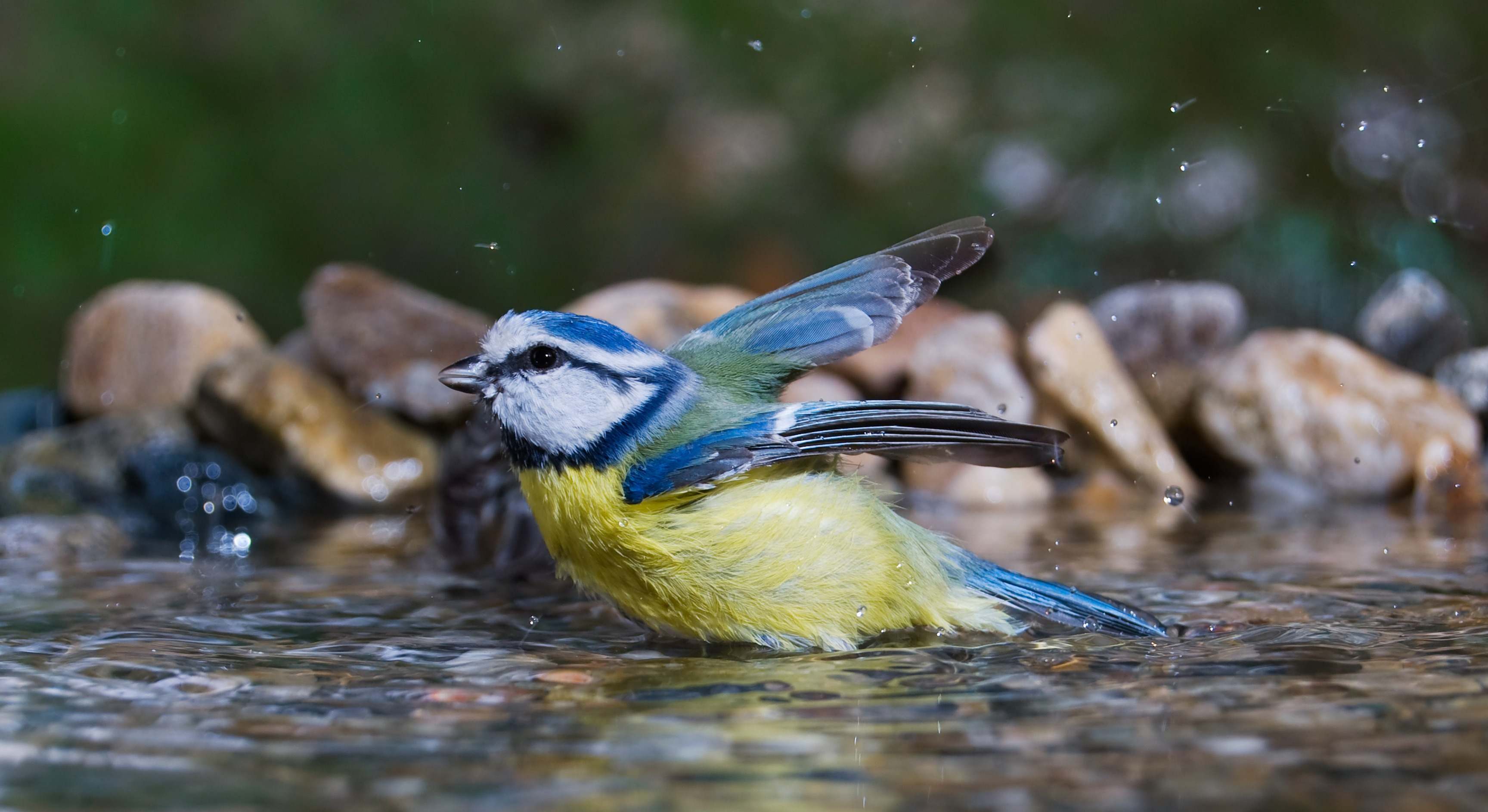 Fuente de agua para los pájaros en el jardín. / Foto: Dreamstime