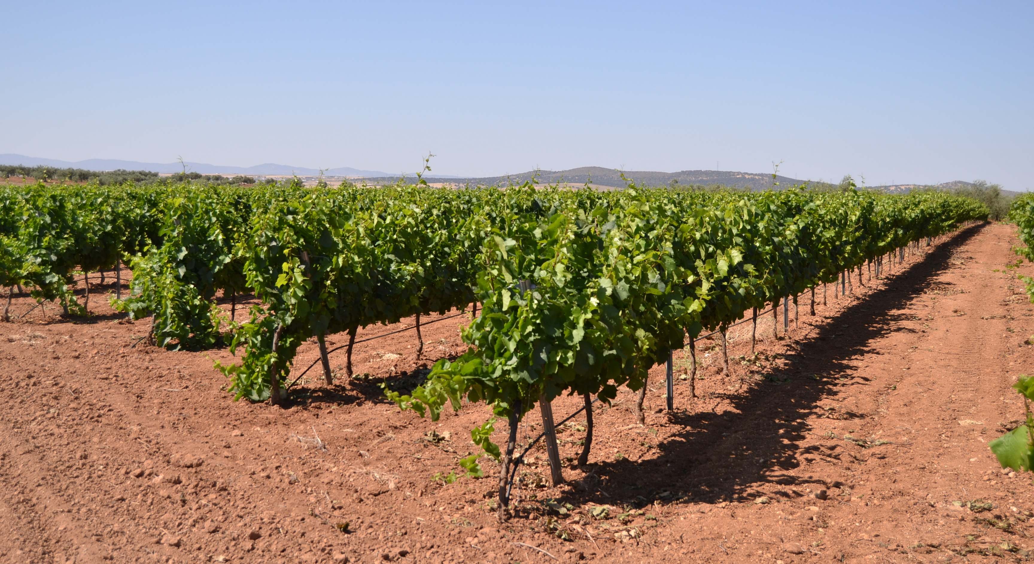 Viñedos
