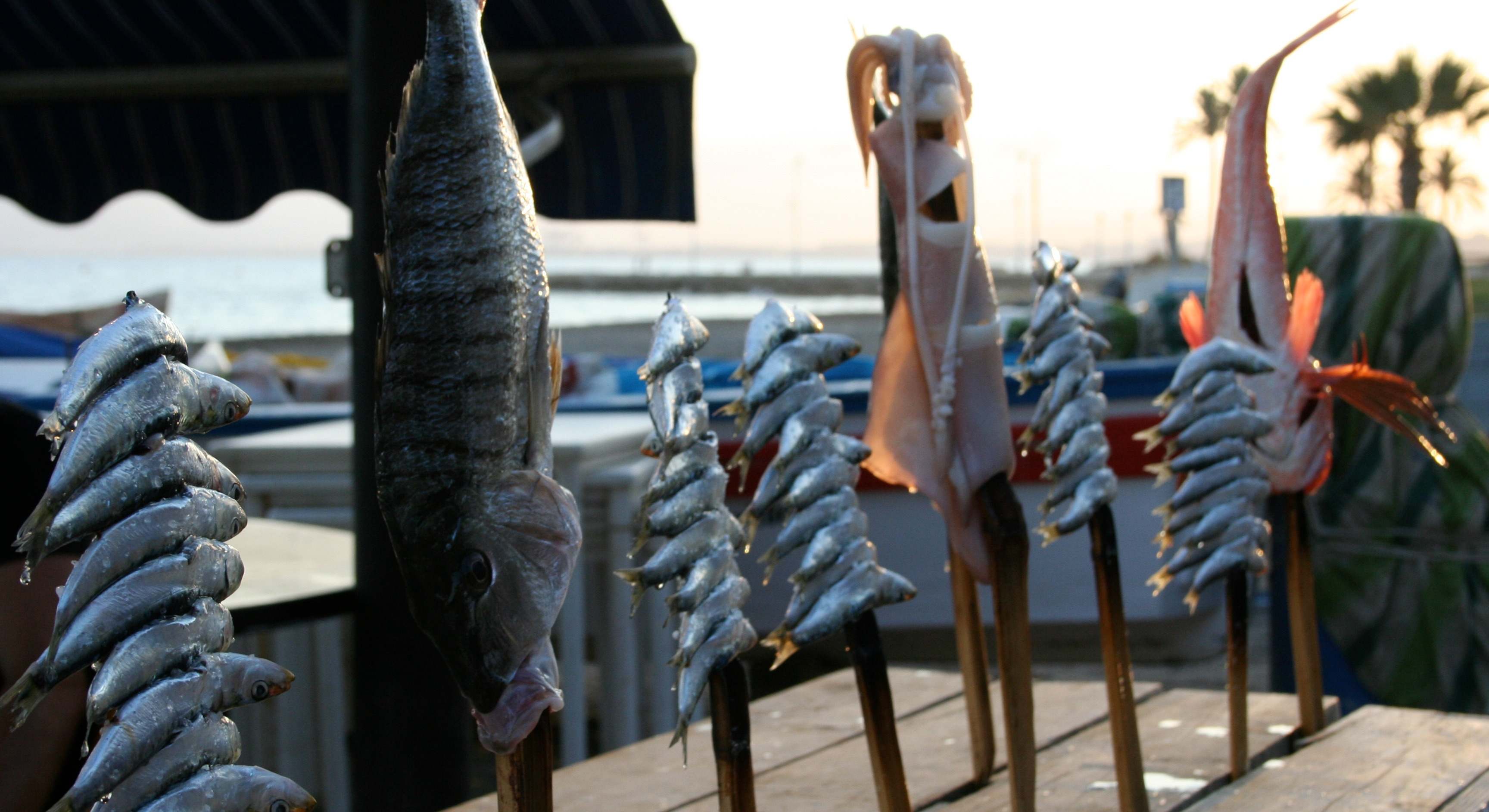 Sardinas