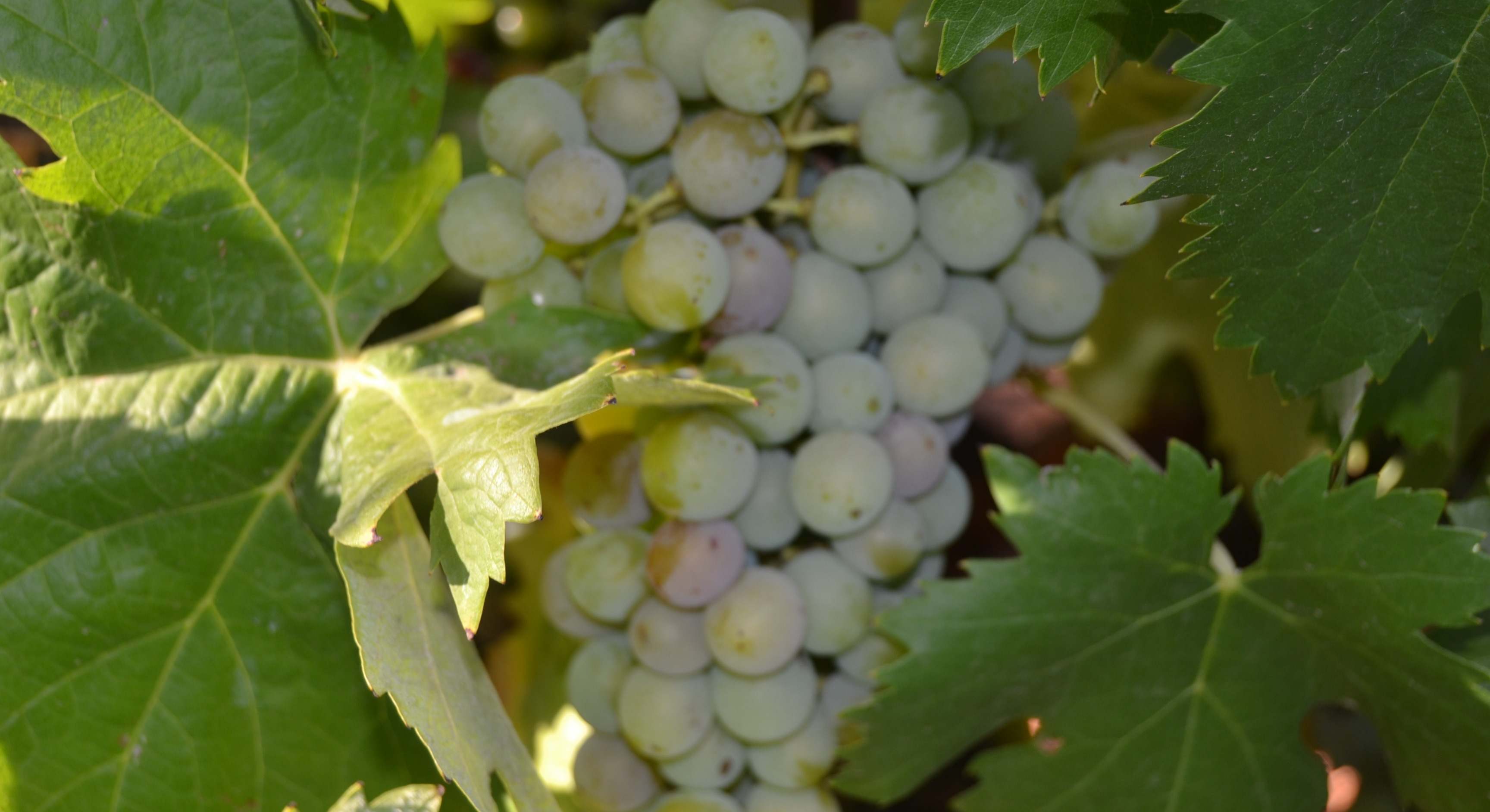 Viñedos