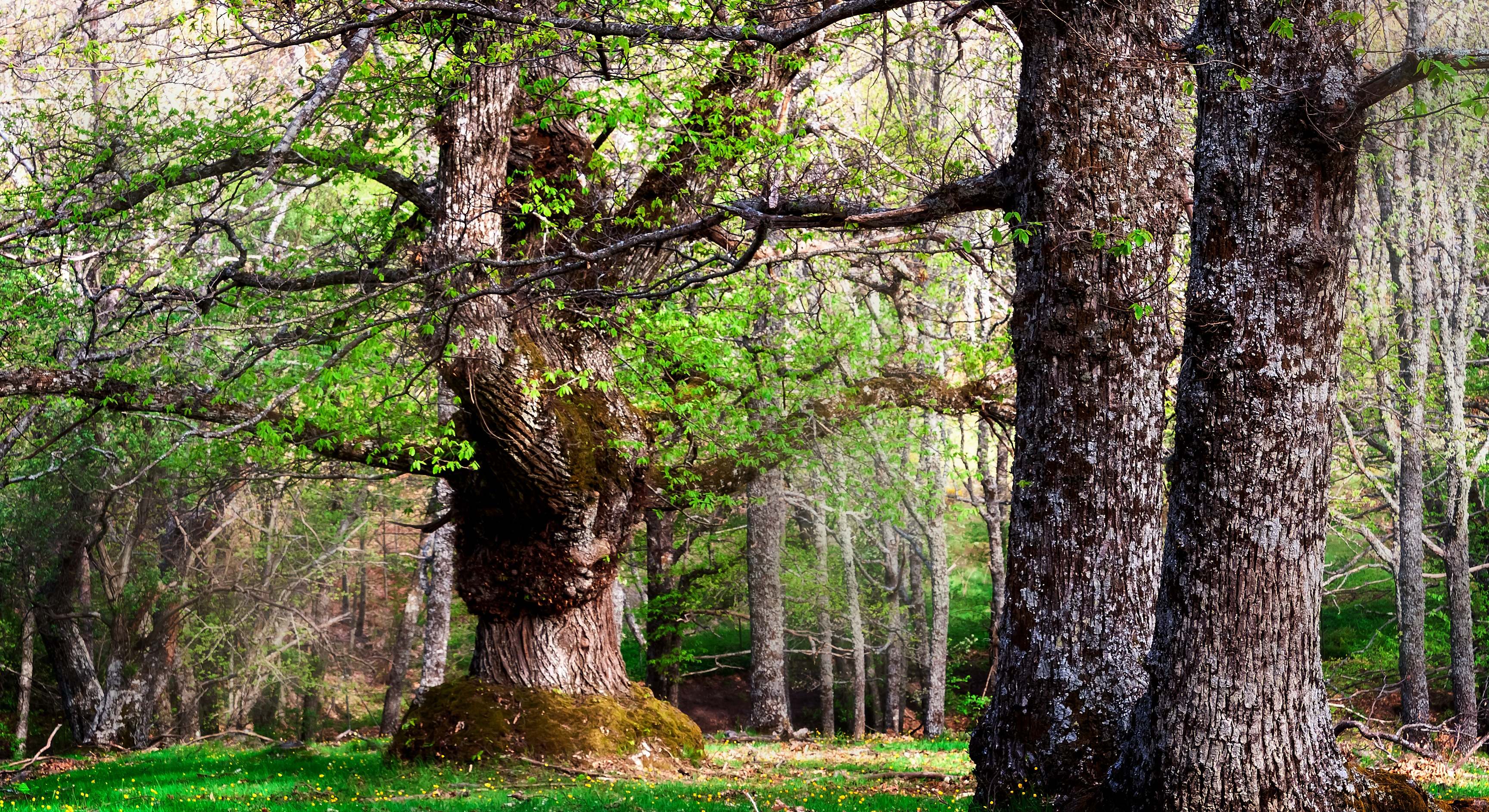 Árboles en primavera de el castañar