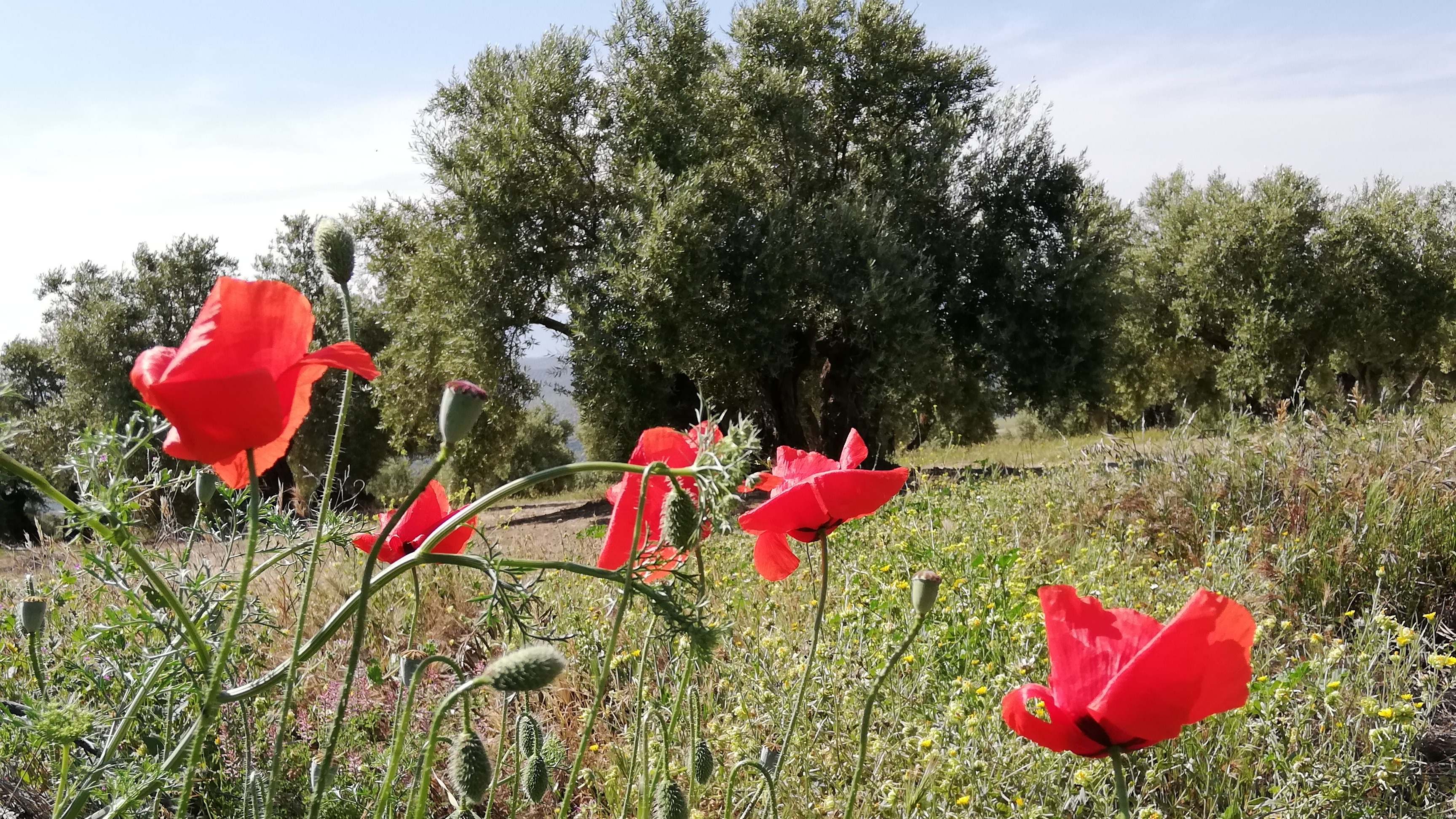 Paisaje de olivar andaluz