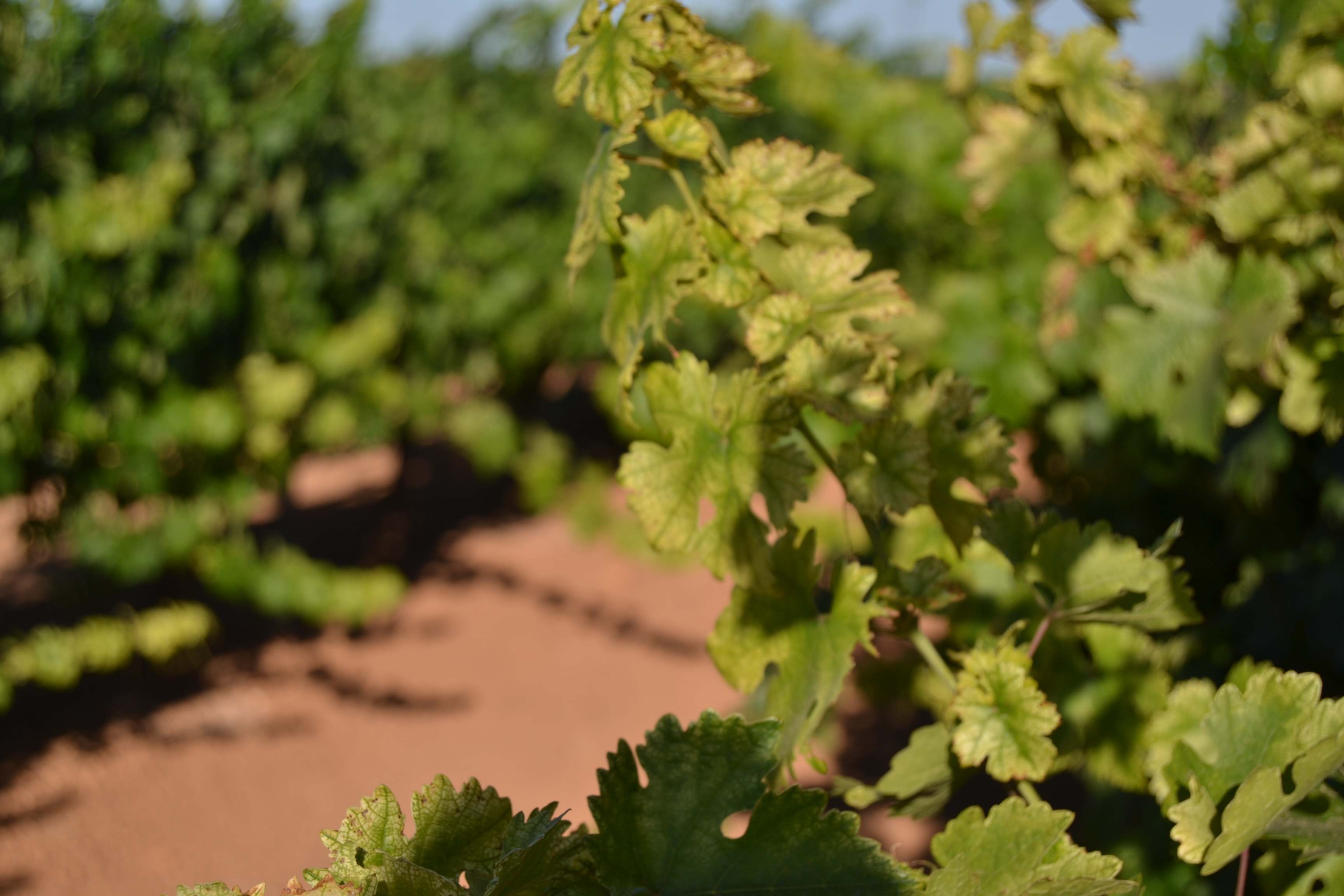 Viñedos de secano