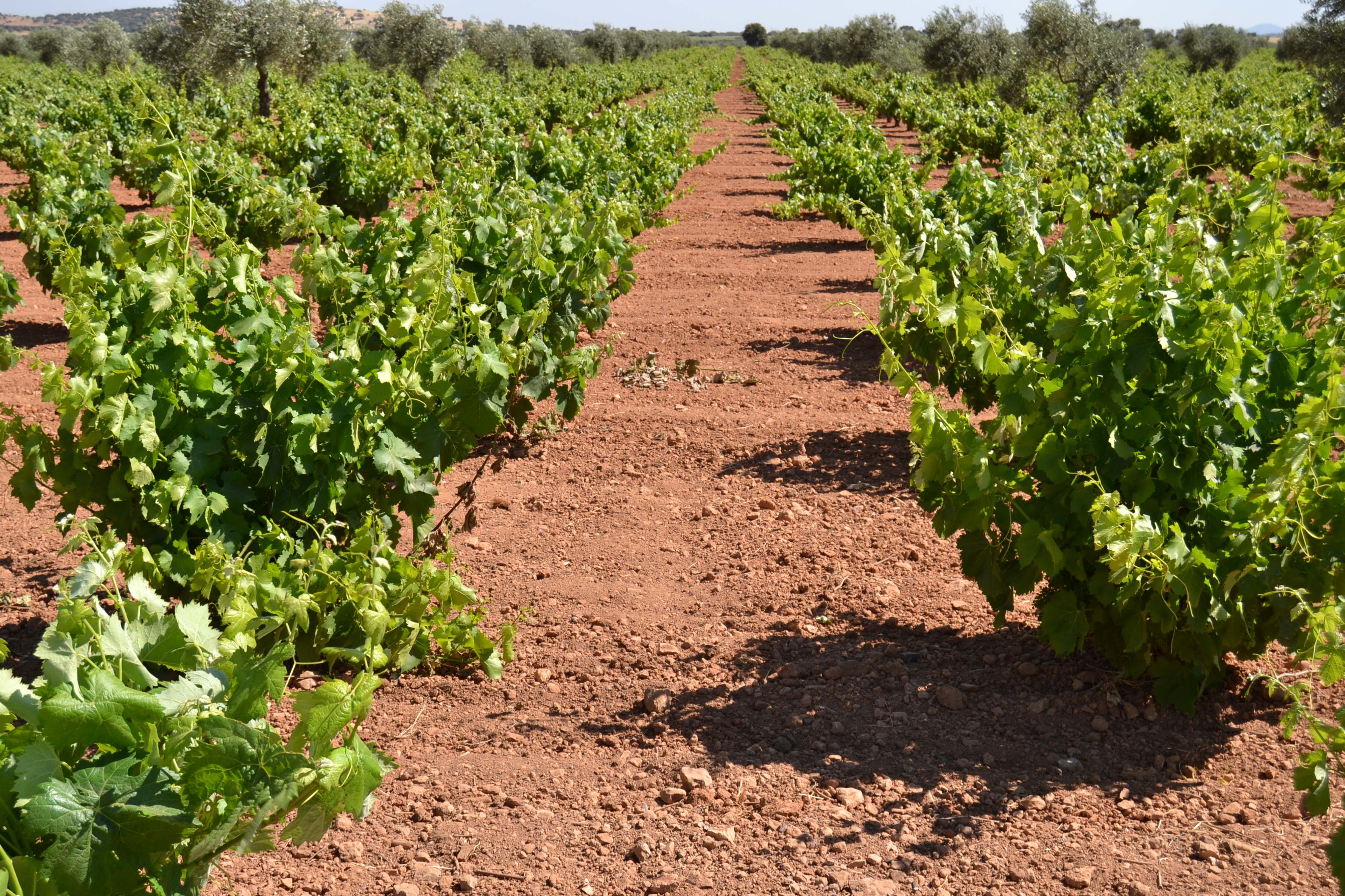 Viñedos