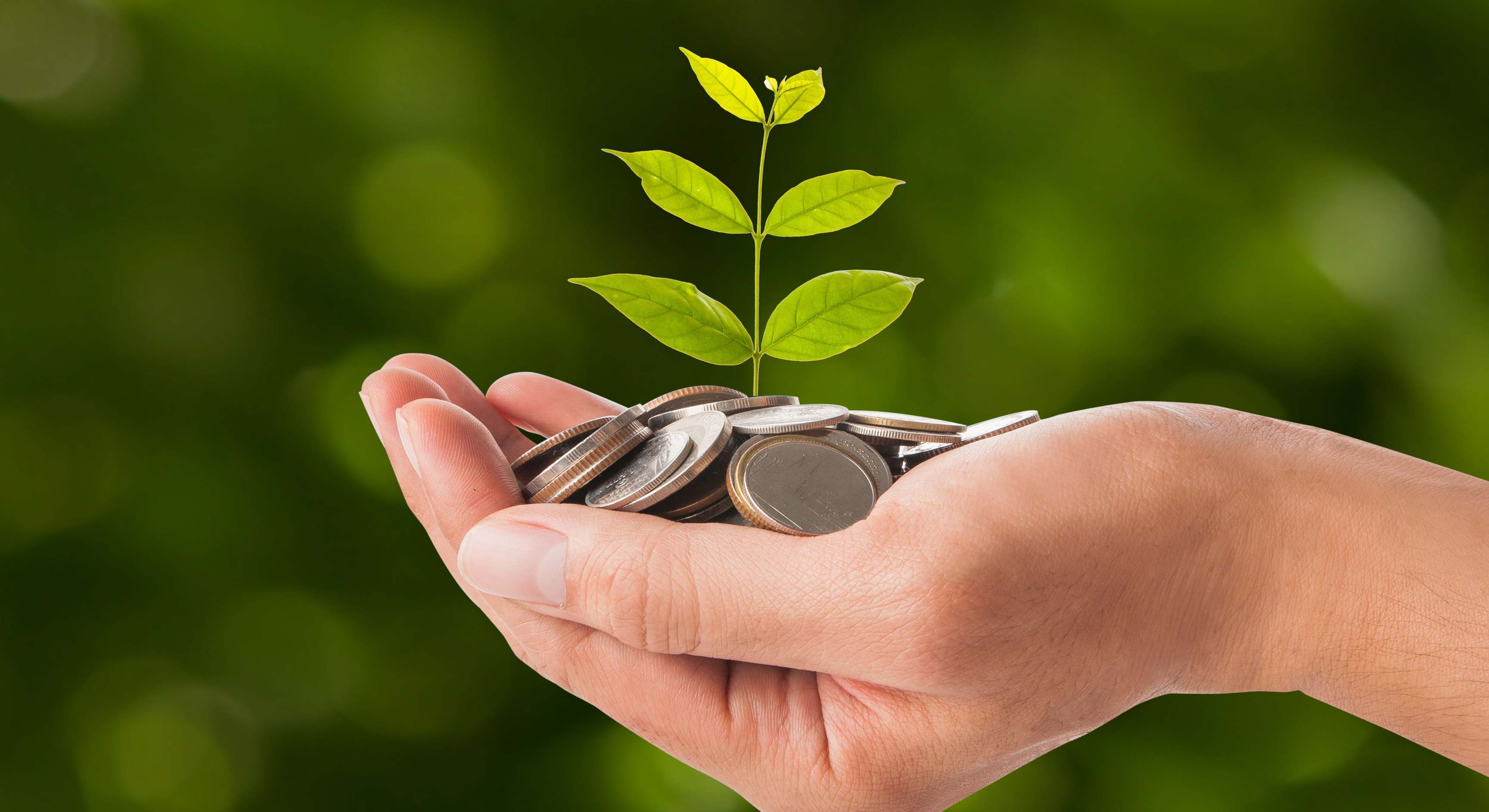 Una mano sujeta una planta sobre varias monedas
