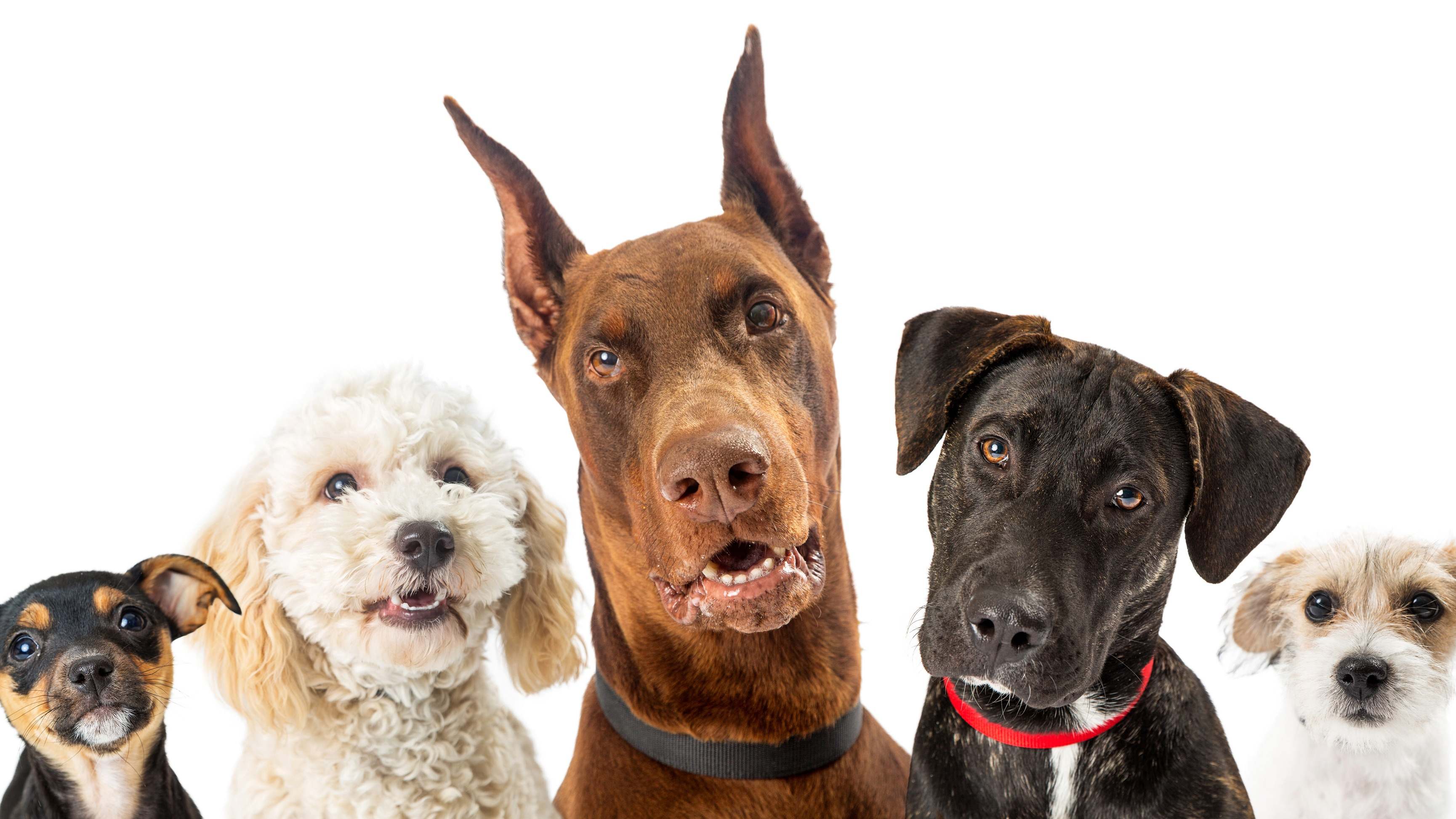 Perros
