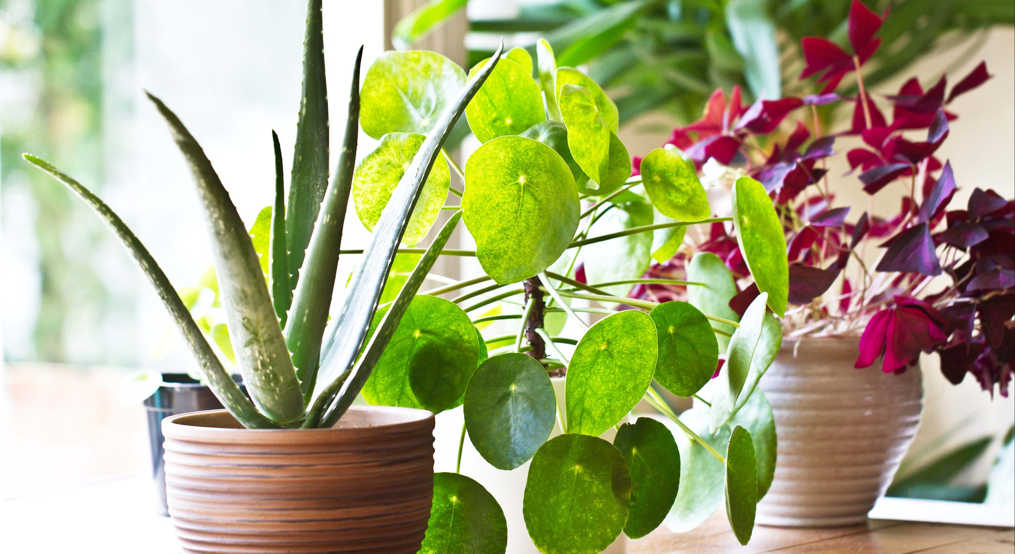 Plantas de interior. / Foto: Dreamstime
