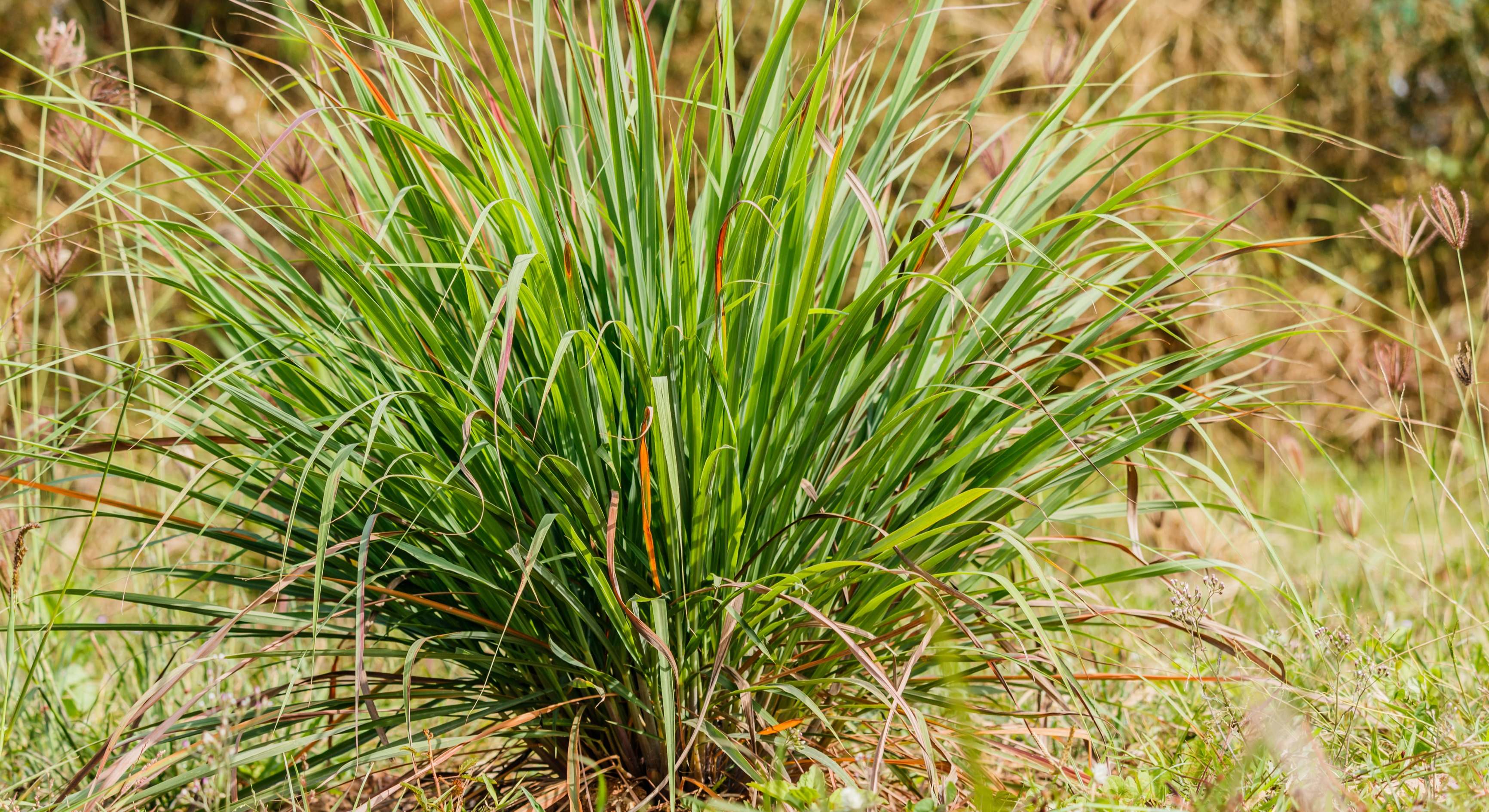 Una planta de citronela en el jardín. / Foto: Dreamstime