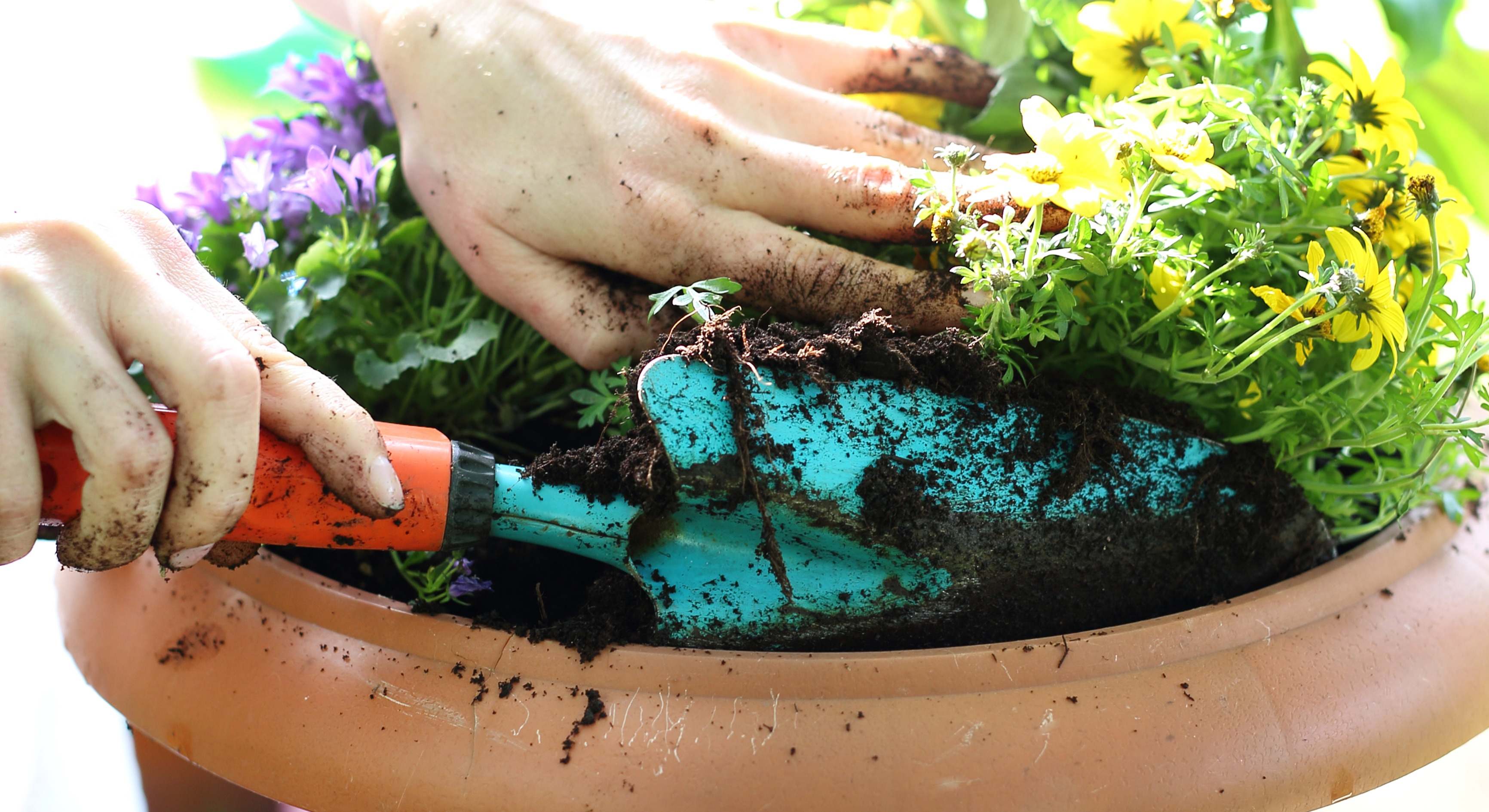 Una persona echa fertilizante en la tierra de una maceta. / Foto: Dreamstime