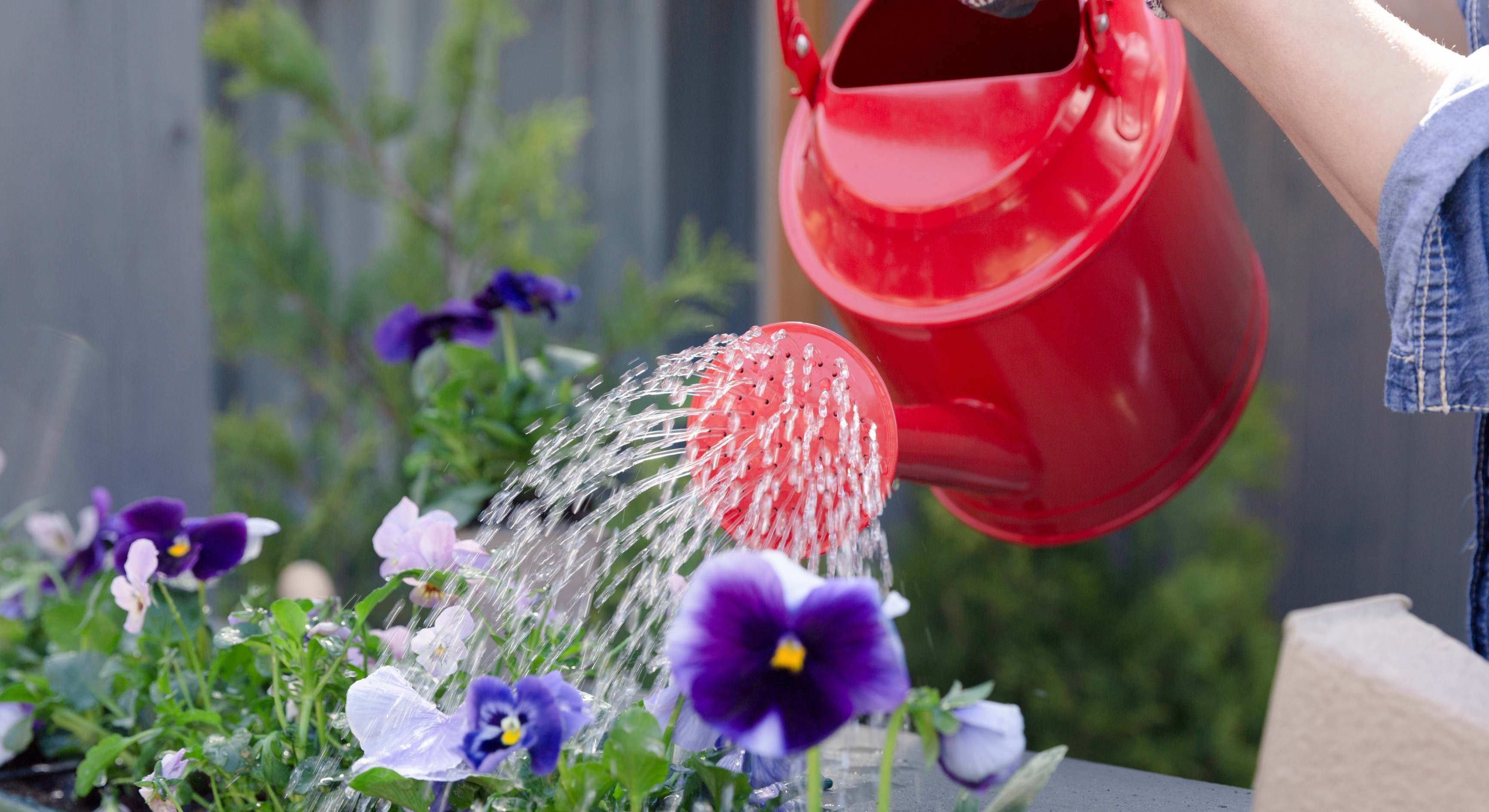 Una persona usa una regadera para echar agua a sus plantas. / Foto: Dreamstime
