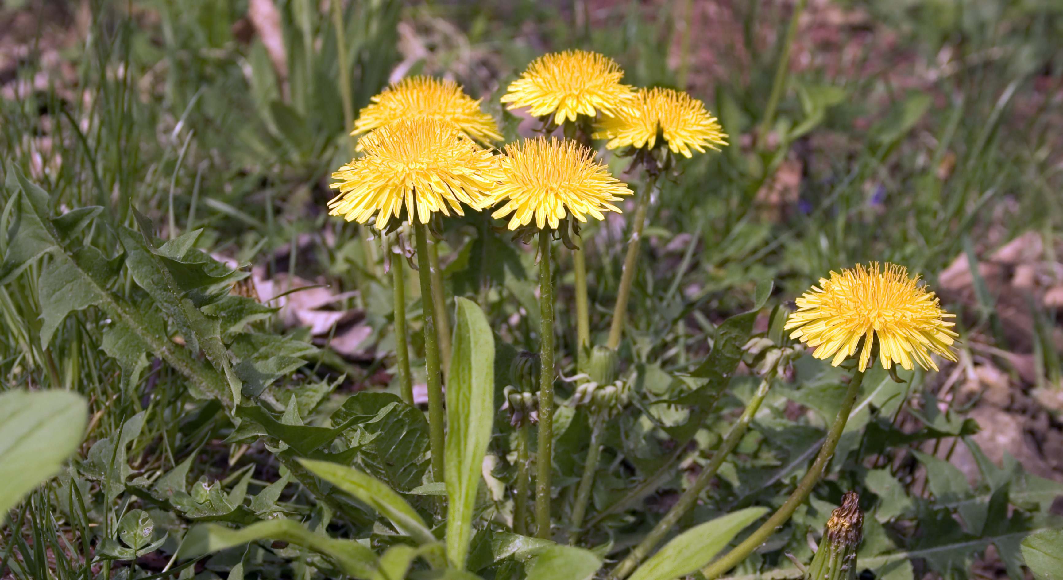 Dientes de león en el jardín. / Foto: Dreamstime