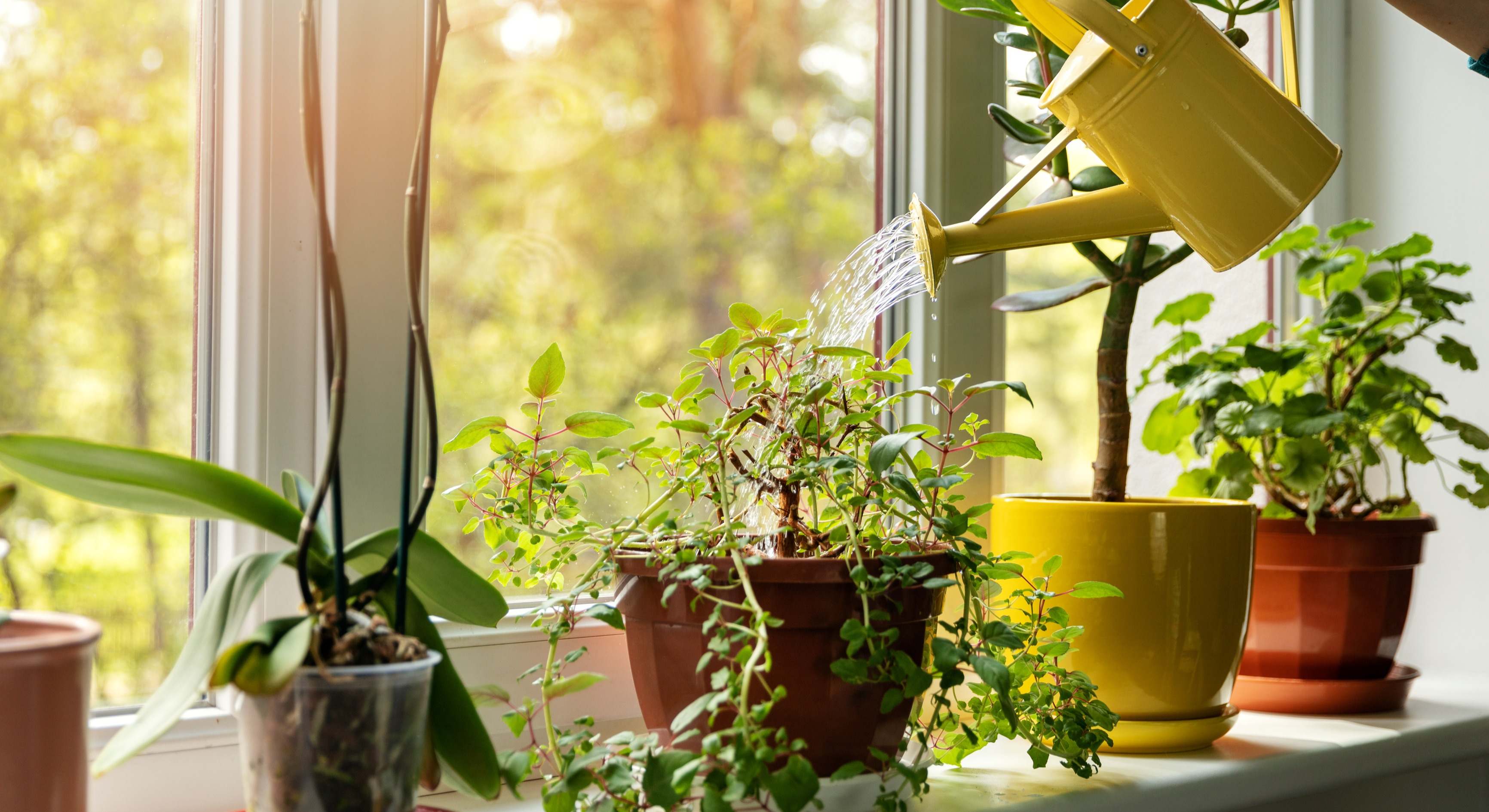 Una mujer riega las plantas de su casa. / Foto: Dreamstime