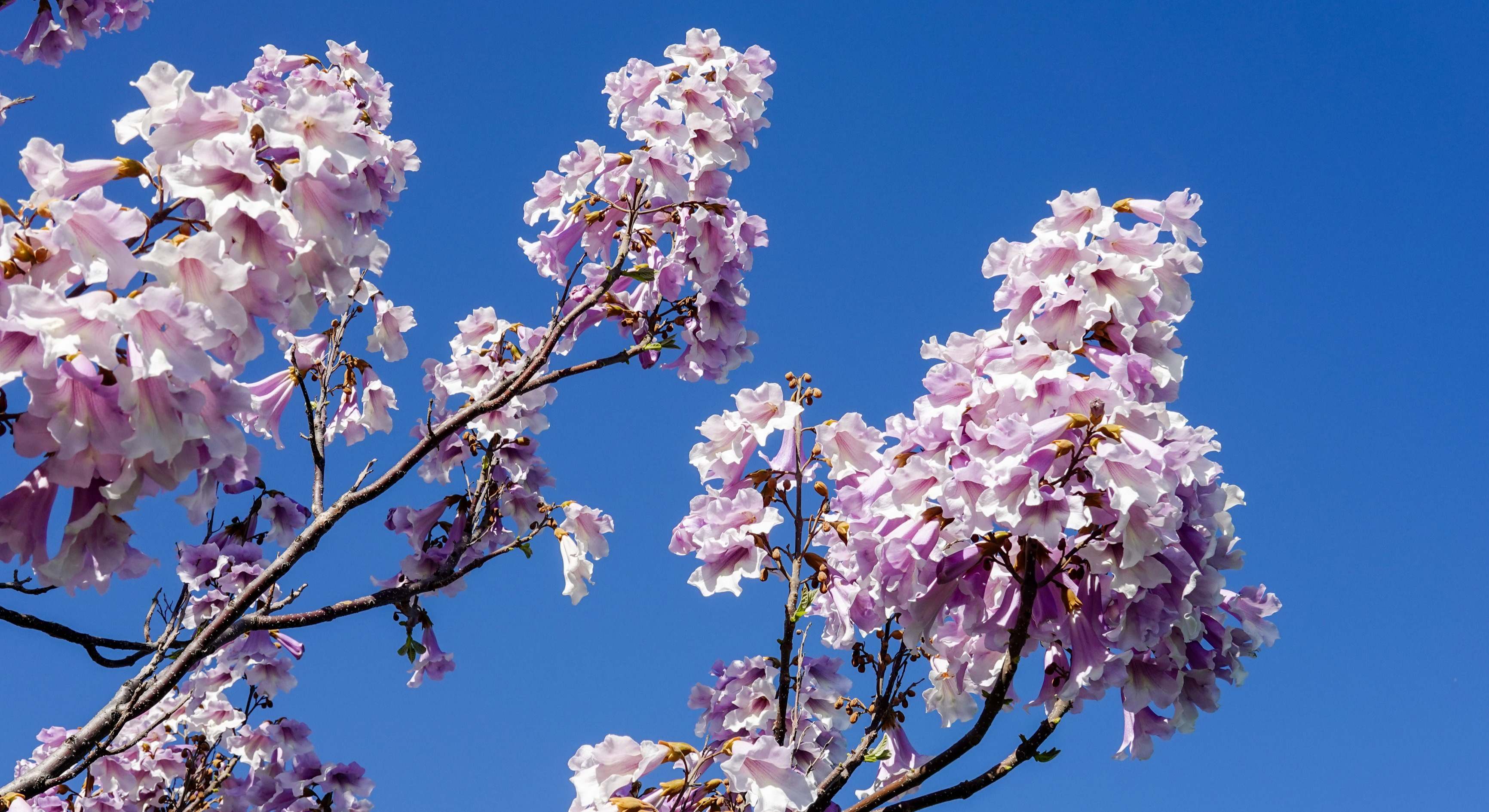 Imagen al detalle de las ramas con flores de una Paulownia. / Foto: Dreamstime