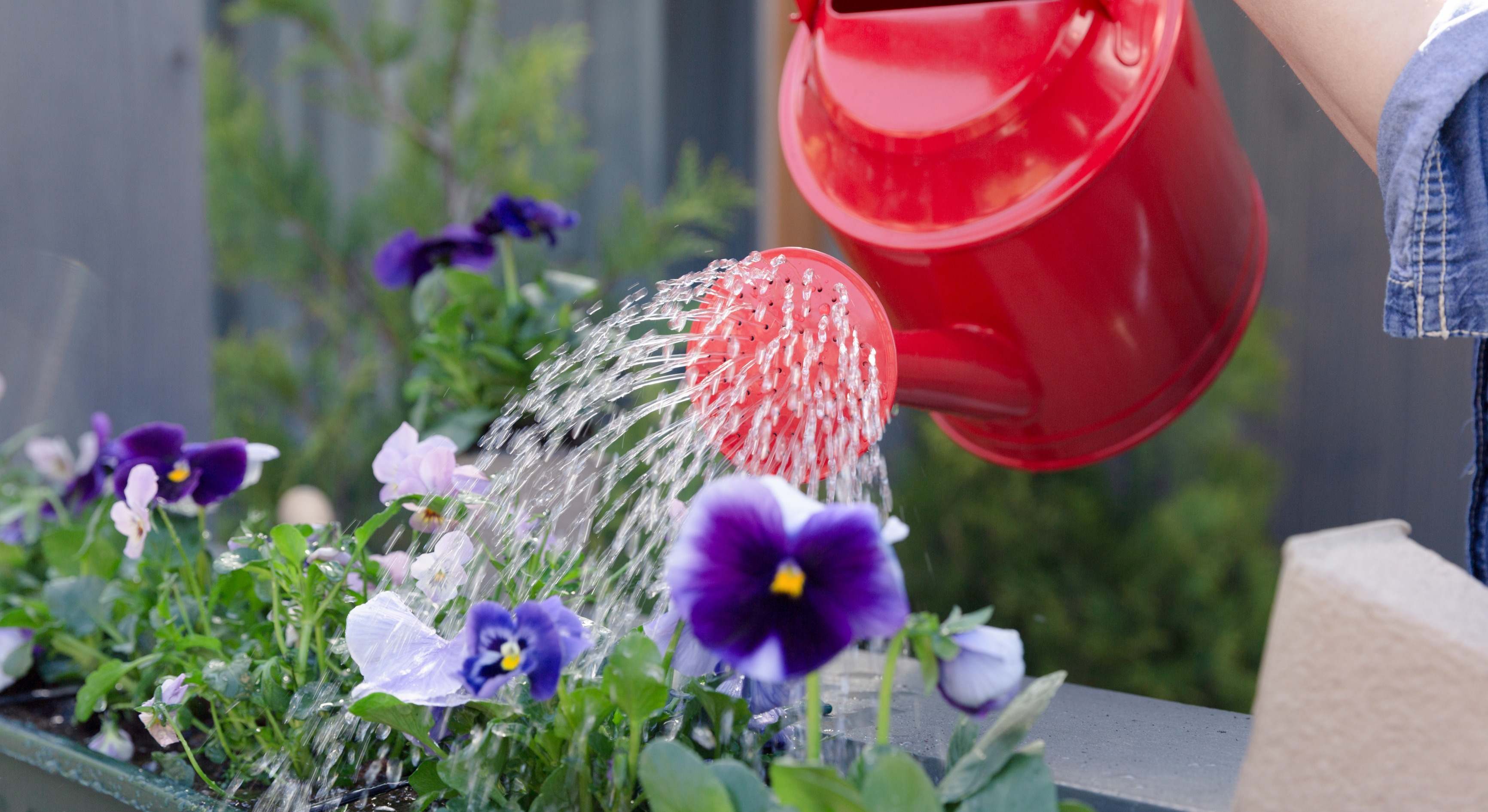 Riego con una regadera los pensamientos del jardín. / Foto: Dreamstime
