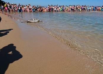 Tortuga-Gandia22.jpg