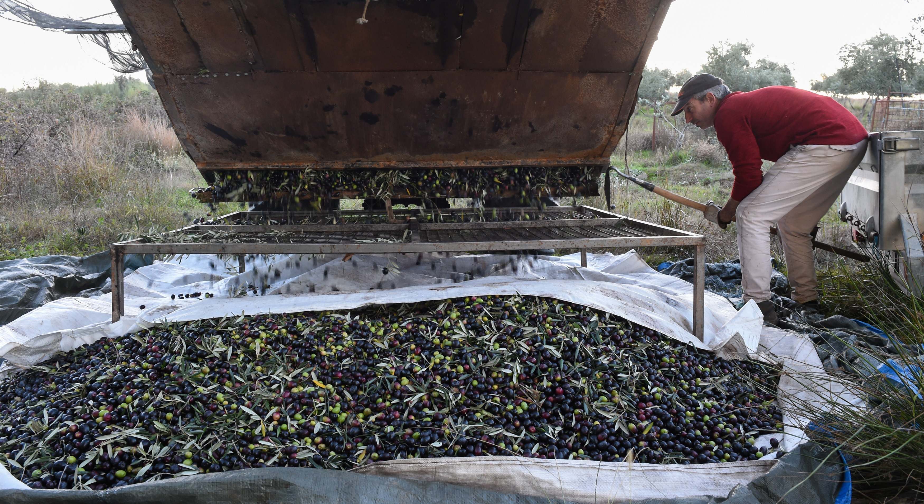 Imagen de archivo de un productor de aceite.