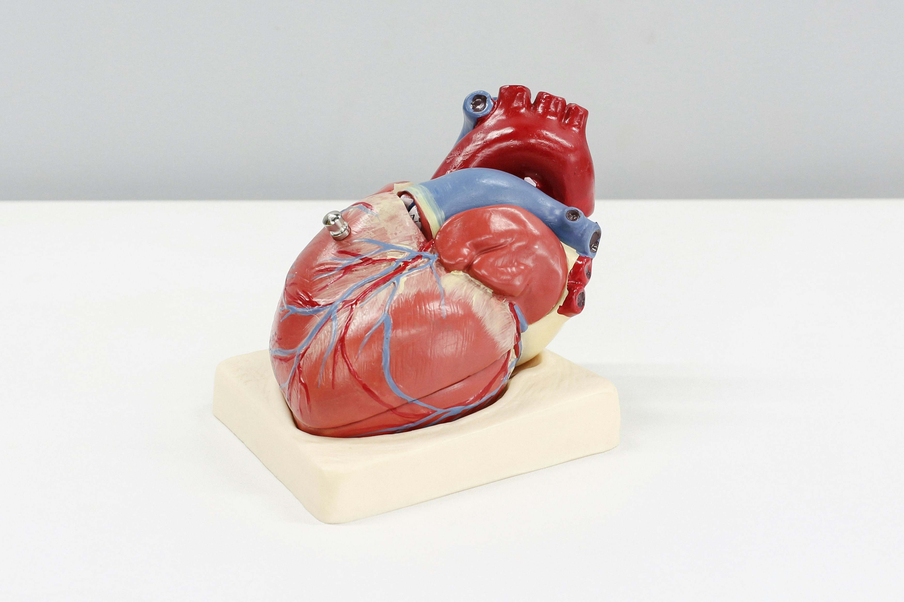 El corazón es un órgano muscular