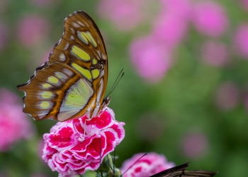 mariposa222.jpg