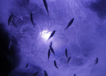 Oceano.jpg