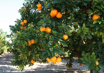 Naranja22.jpg
