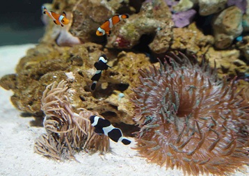 nemo222.jpg