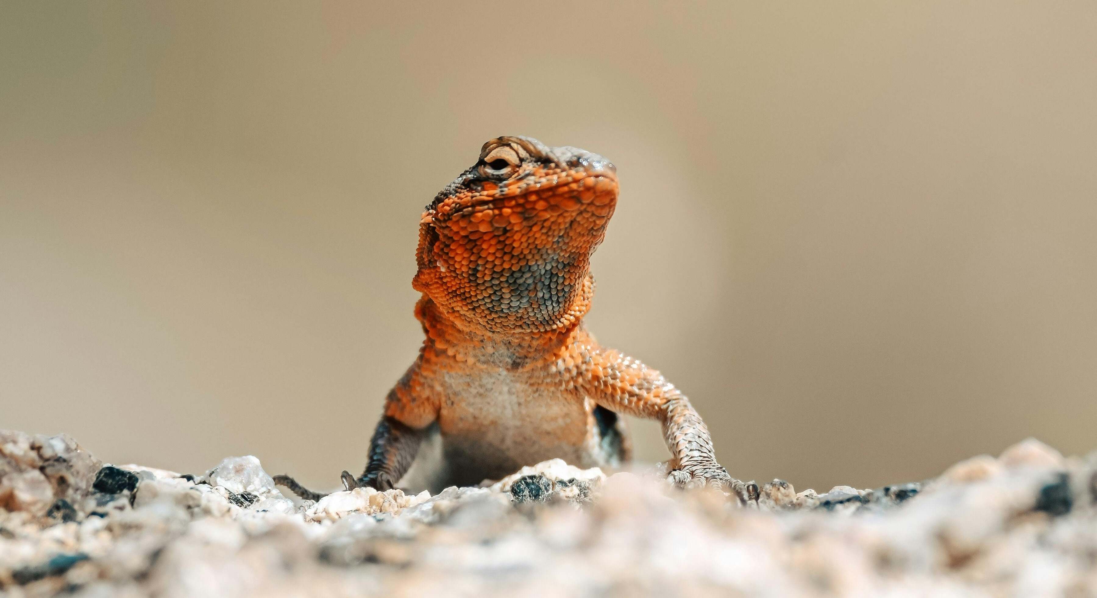 Las lagartijas son un indicador natural de biodiversidad y calidad del aire