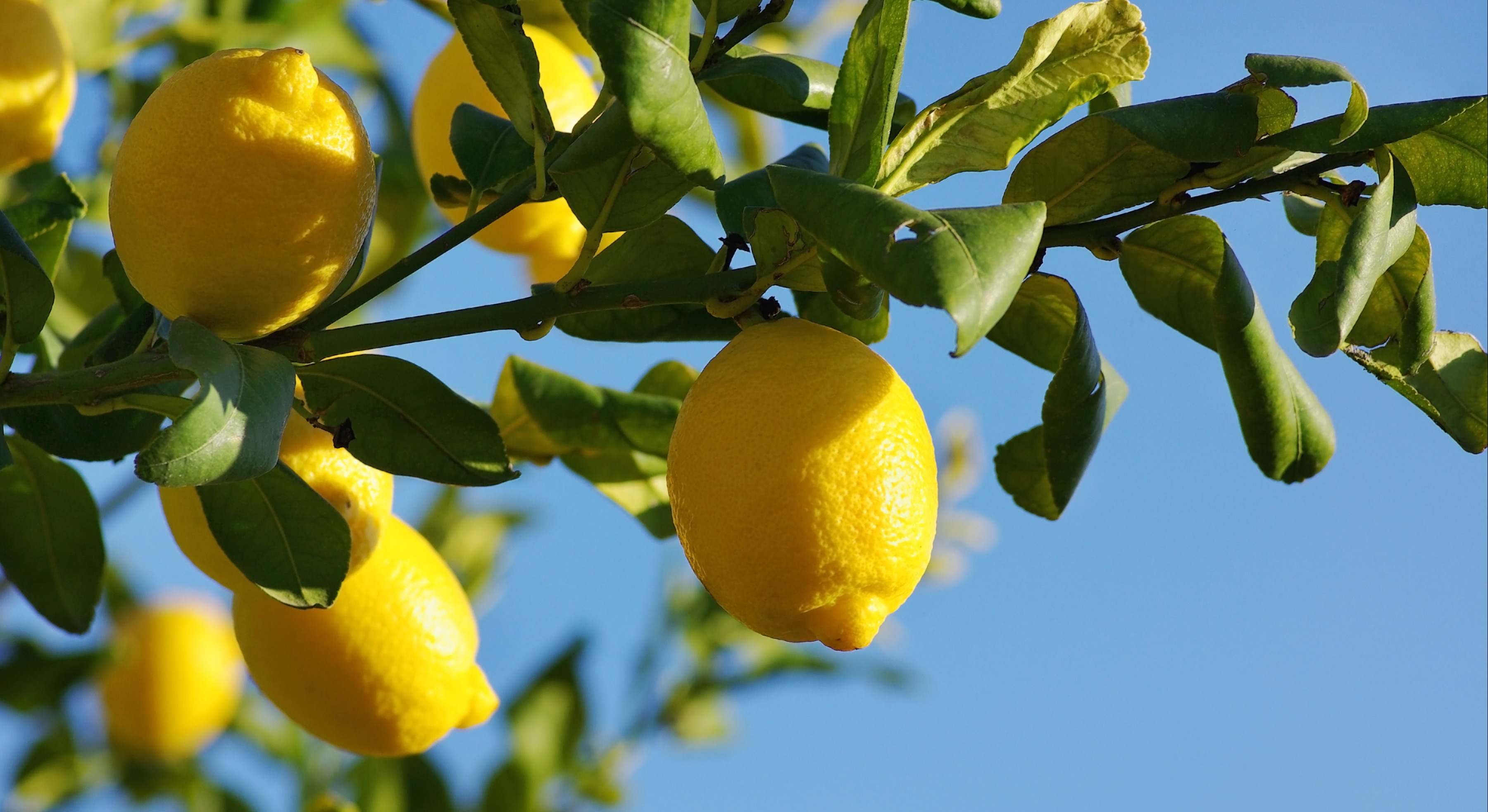 Limonero lleno de frutos en el jardín. / Foto: Dreamstime
