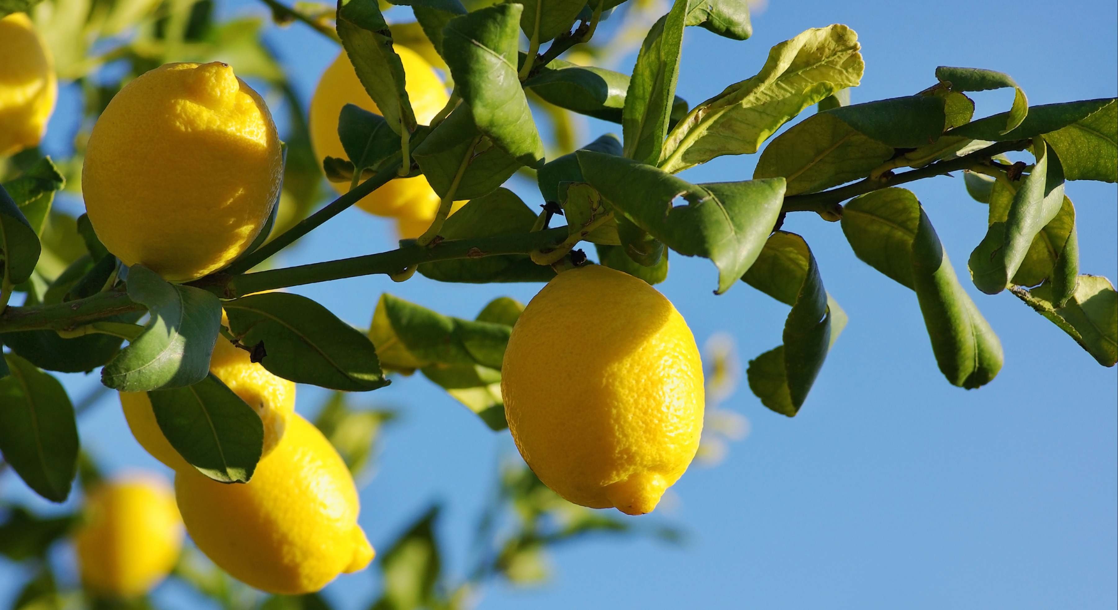 Un limonero lleno de frutos en mayo. / Foto: Dreamstime