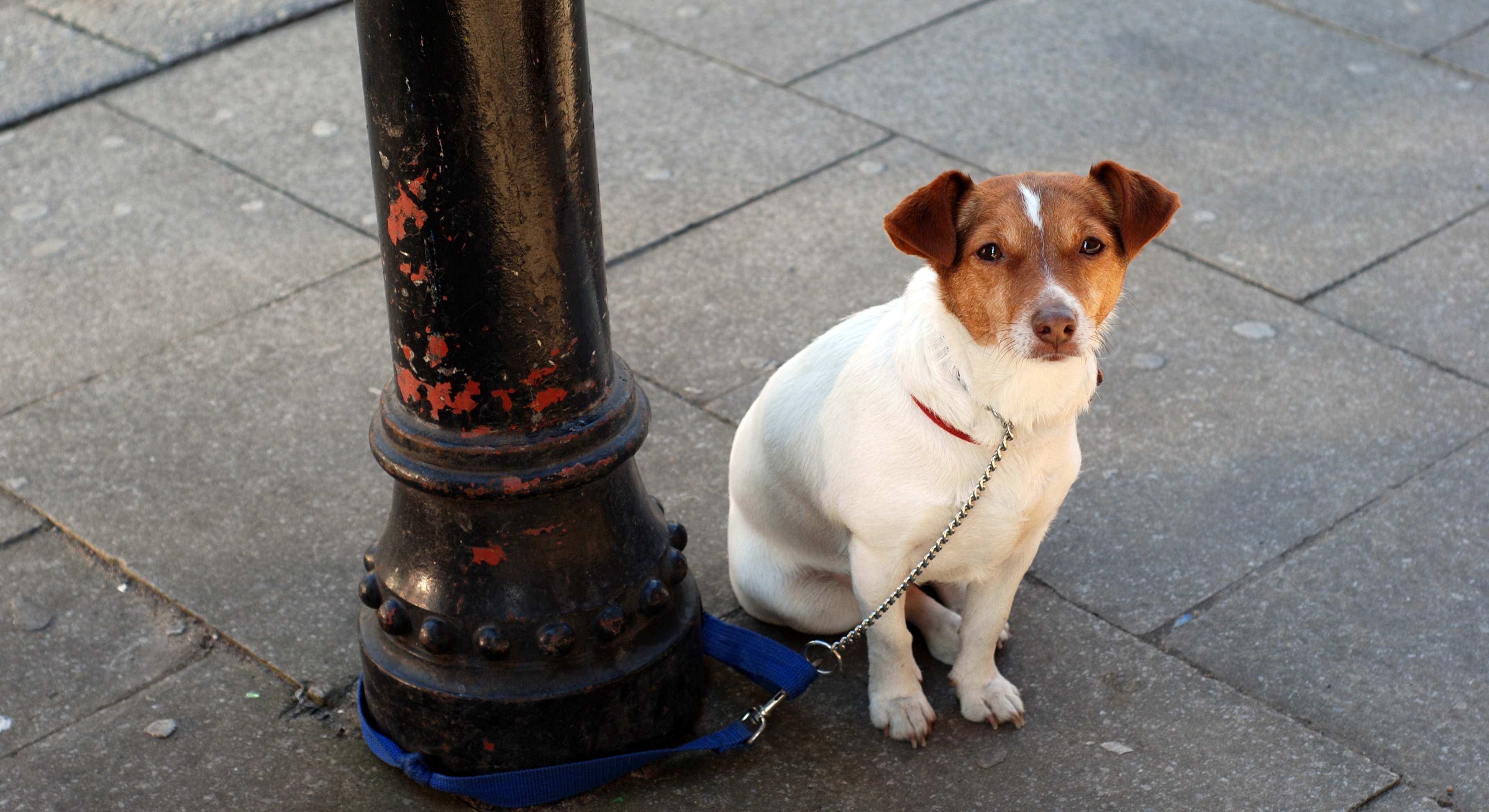 Un perro atado en una farola en la calle. / Foto: iStock