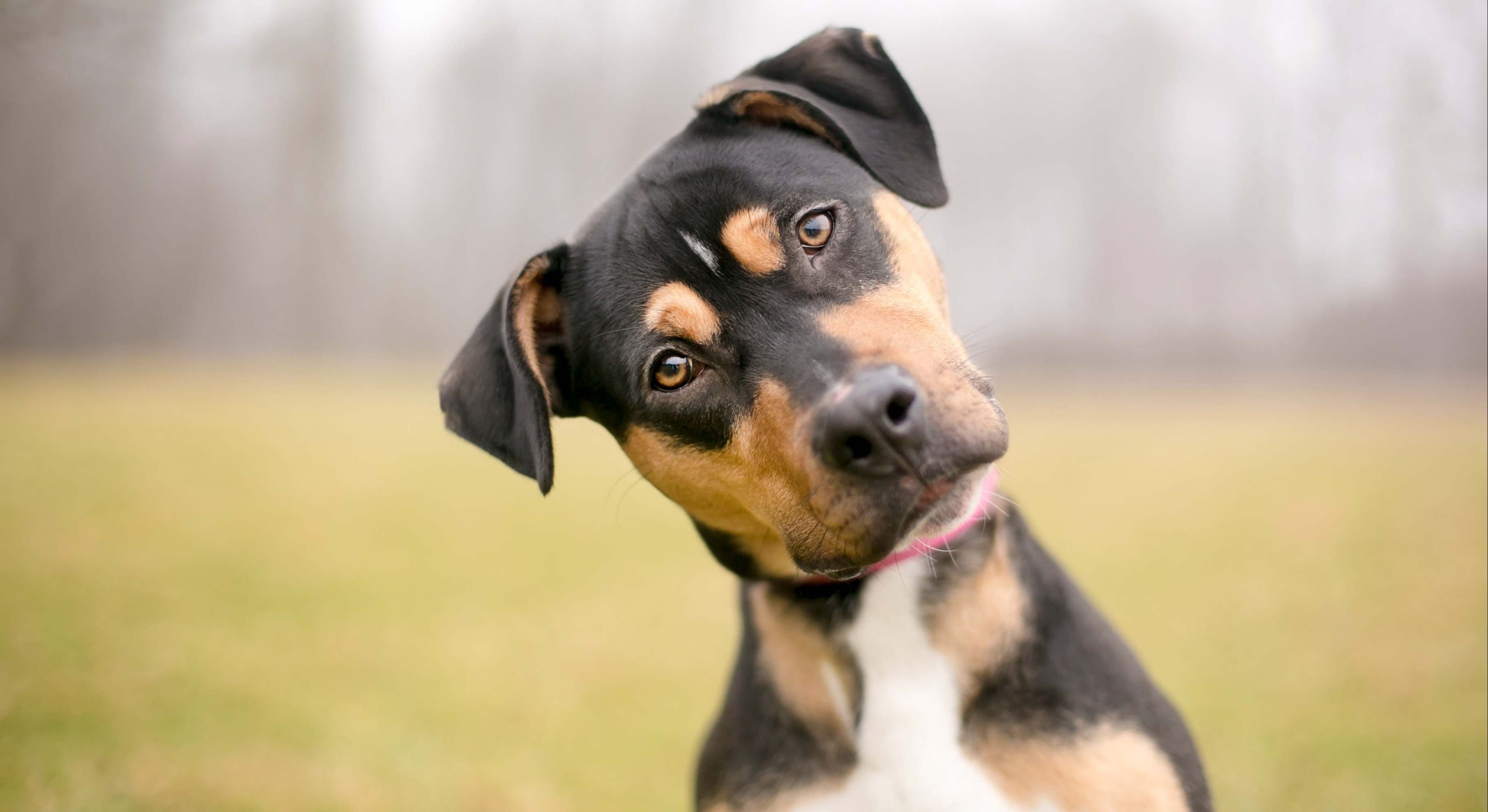 perro-paseo