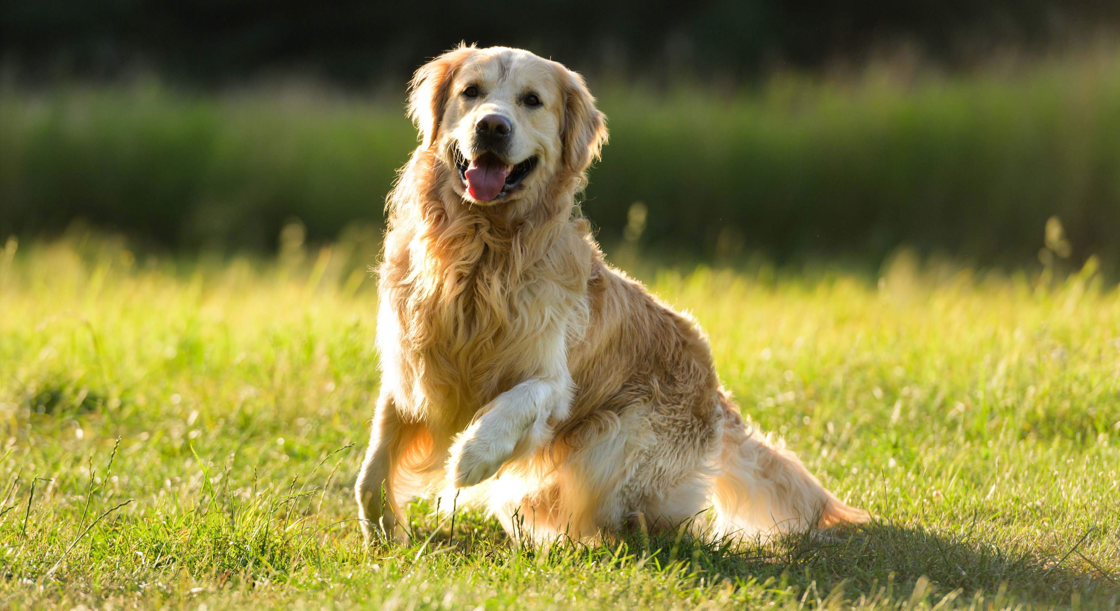 Un perro de la raza Golden Retriever. / Foto: iStock