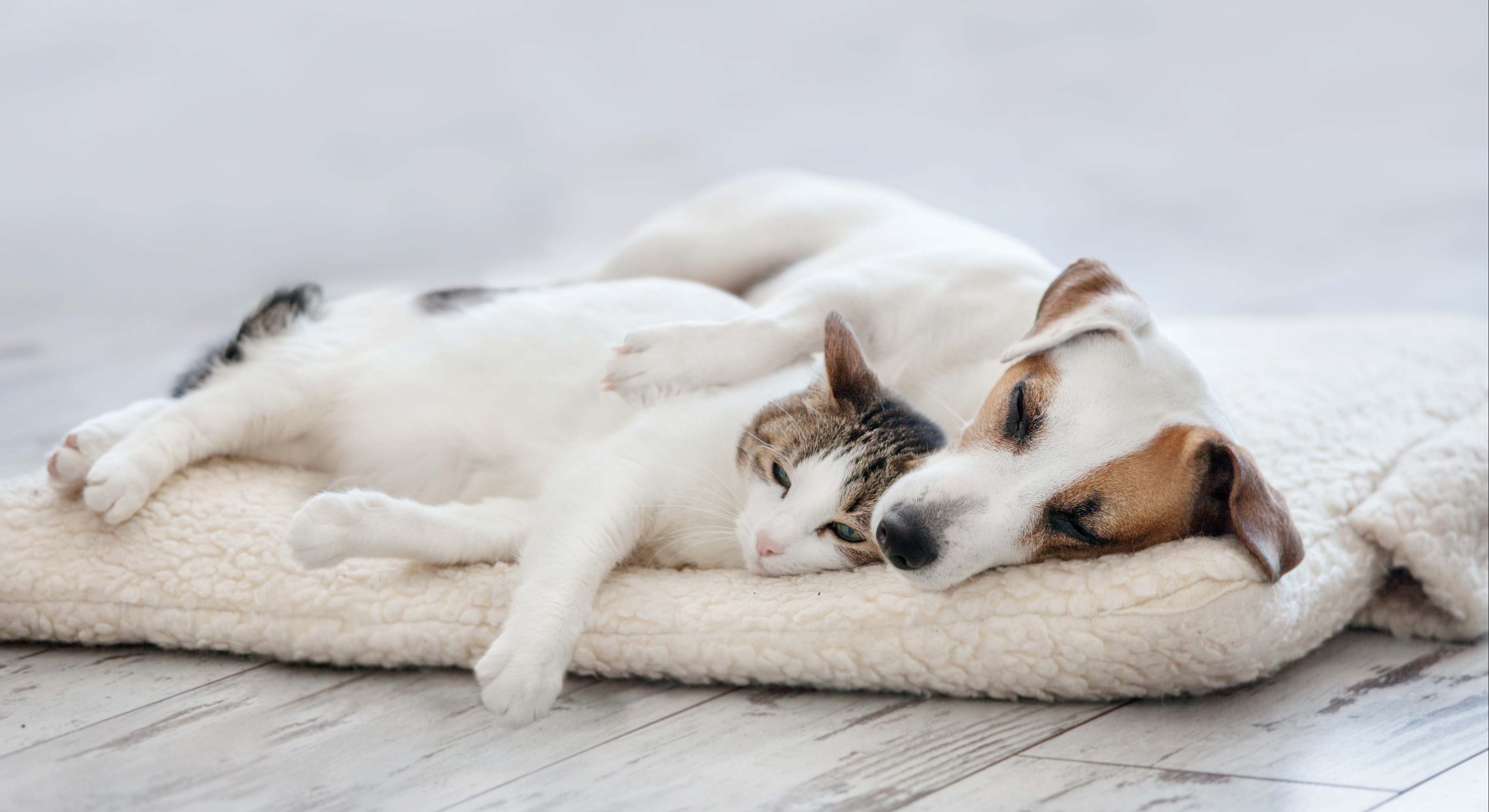 Perro y gato, mascotas, animales de compañía. / Foto: Dreamstime