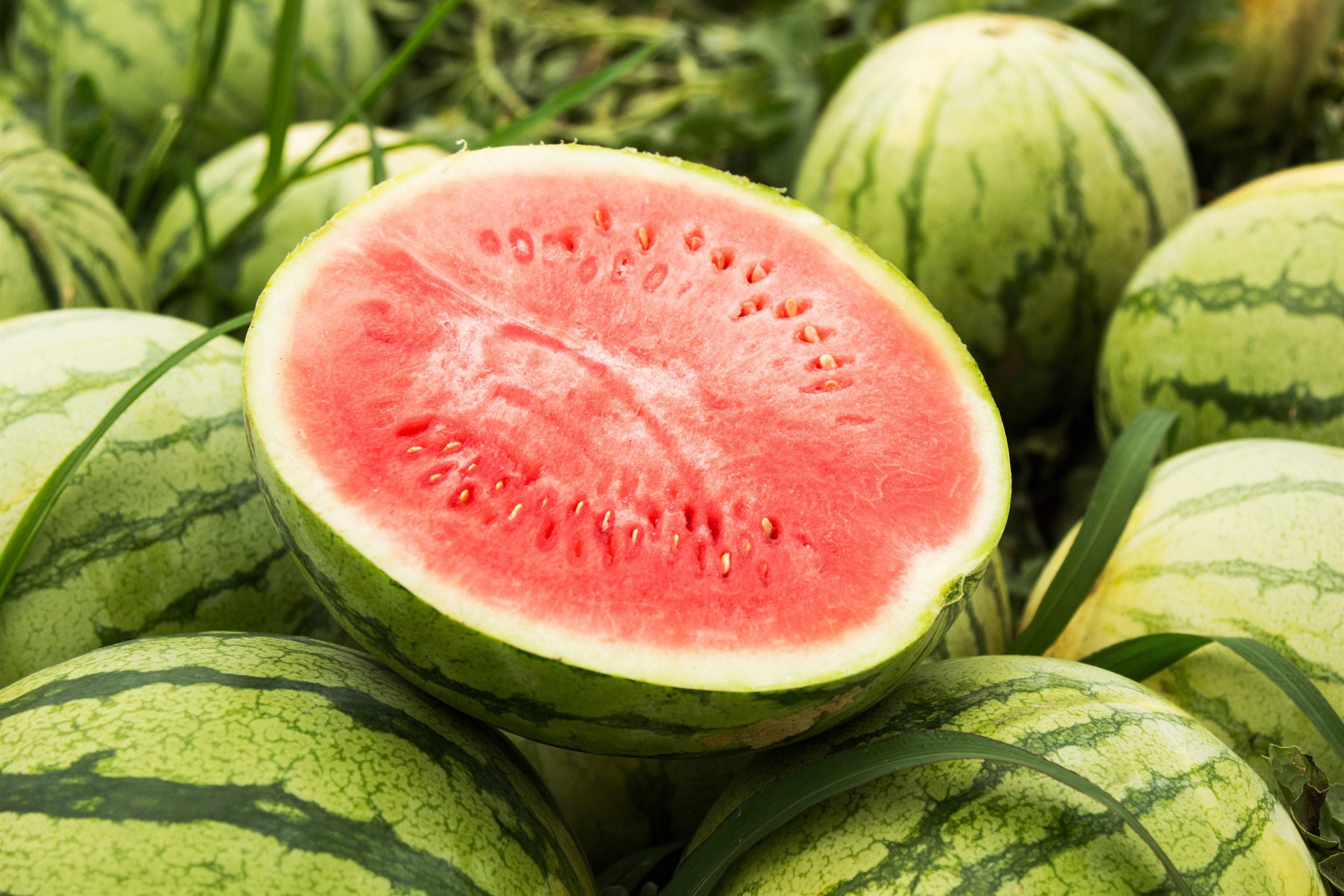 sandia.jpg