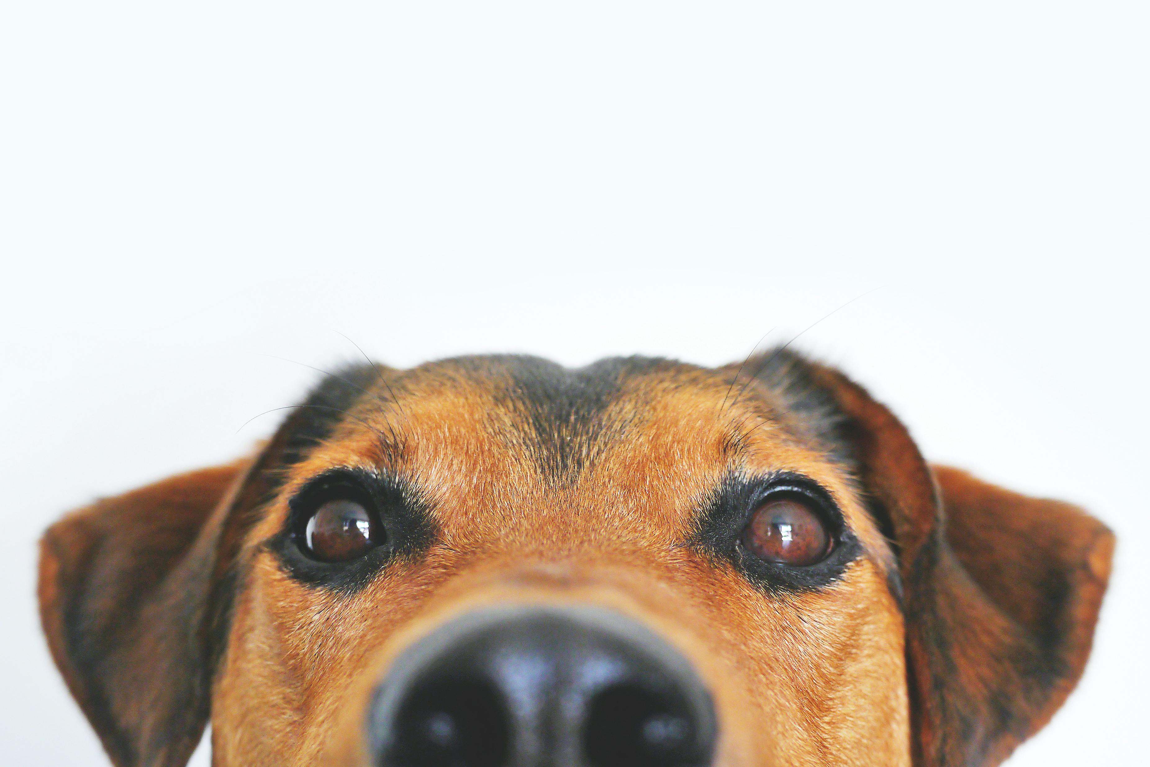 Hay muchos perros domésticos en la actualidad