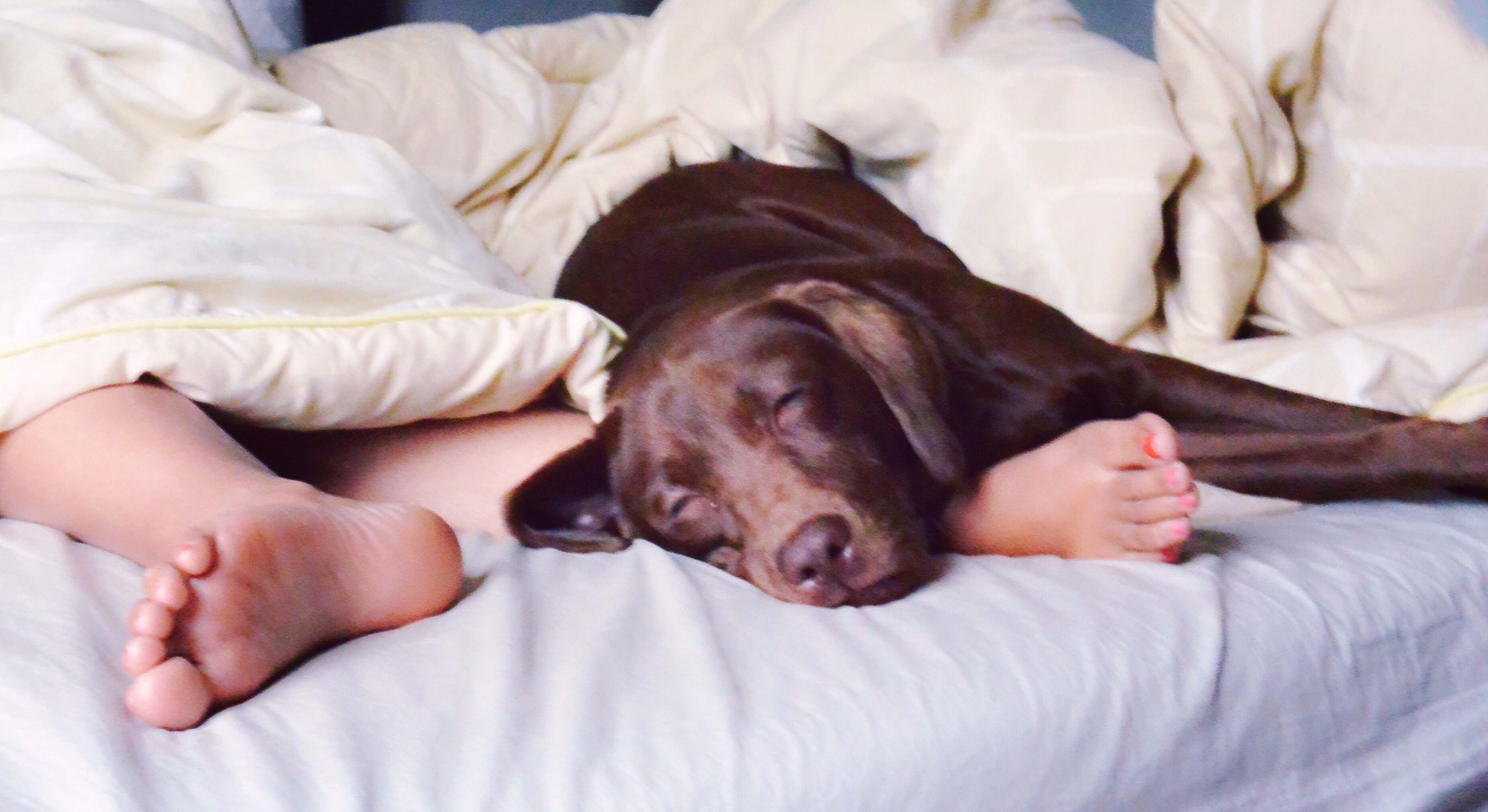 Un perro duerme en la cama con su dueño. / Foto: iStock