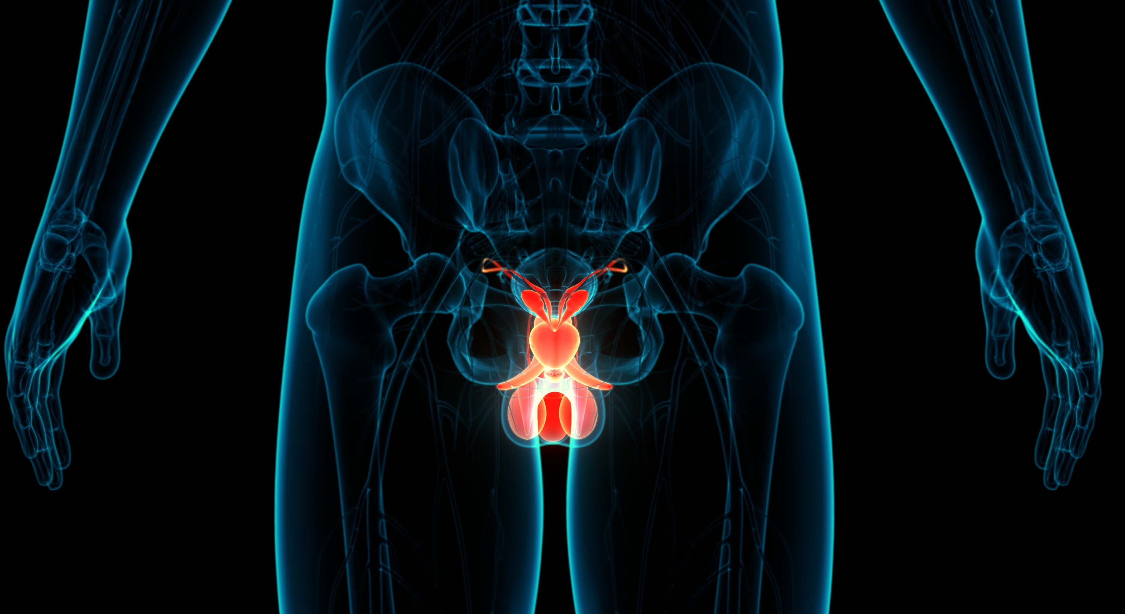 Anatomía del sistema reproductivo masculino