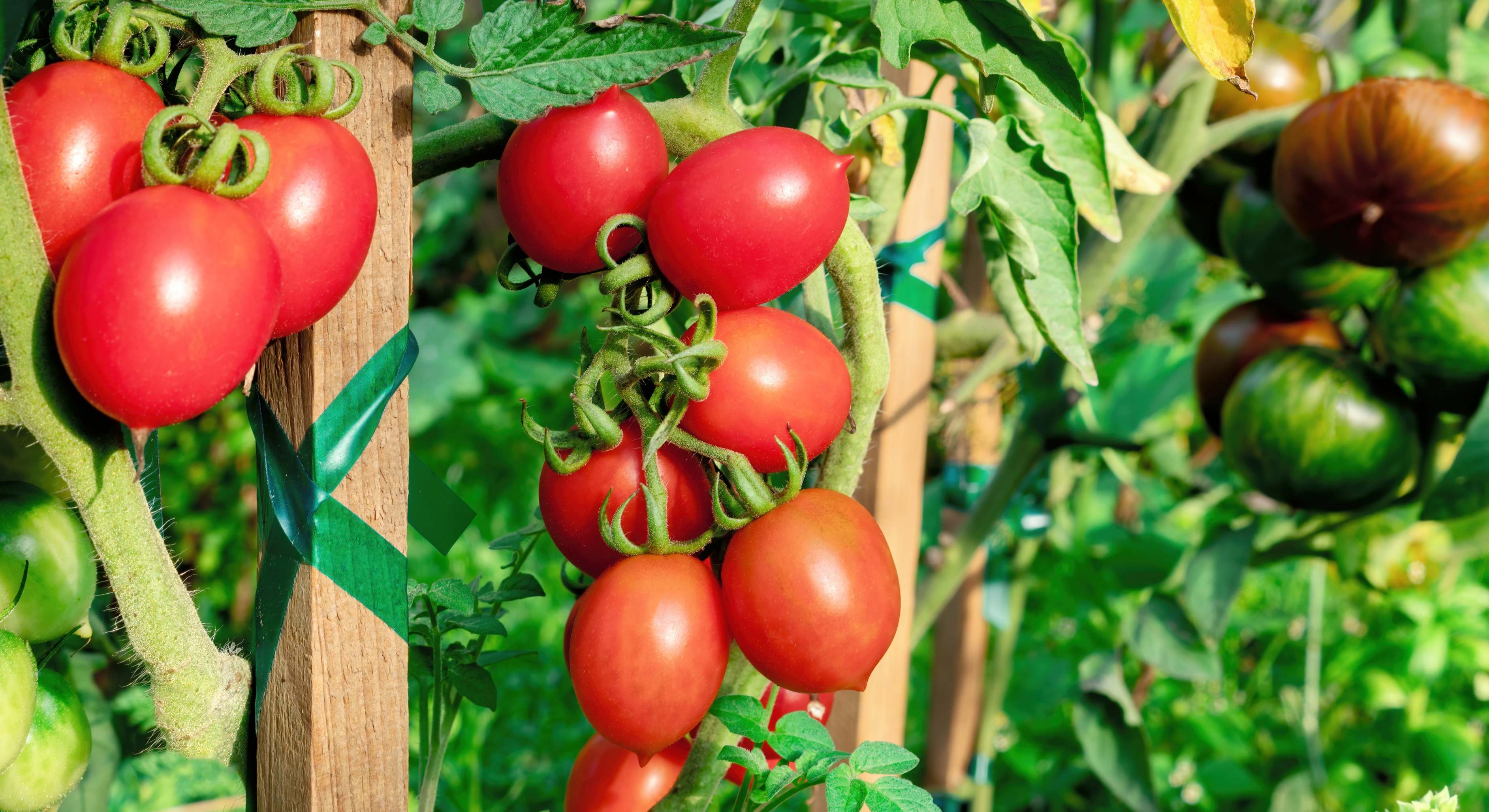 Tomateras con estacas en el huerto. / Foto: Dreamstime