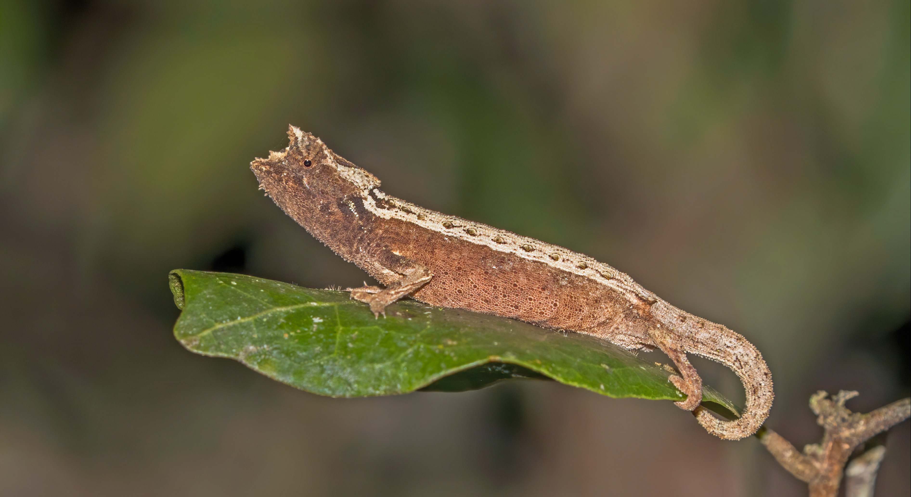Una de las especies de camaleón Brookesia / Foto: Wikipedia - Charles J. Sharp
