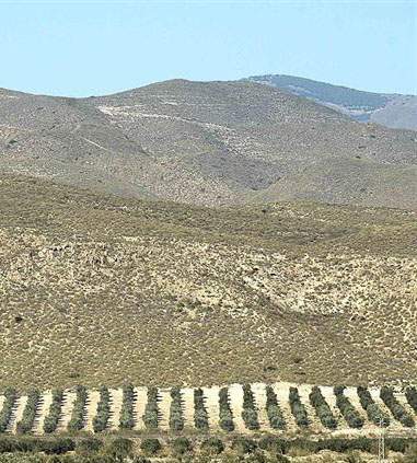 AGRICULTURA