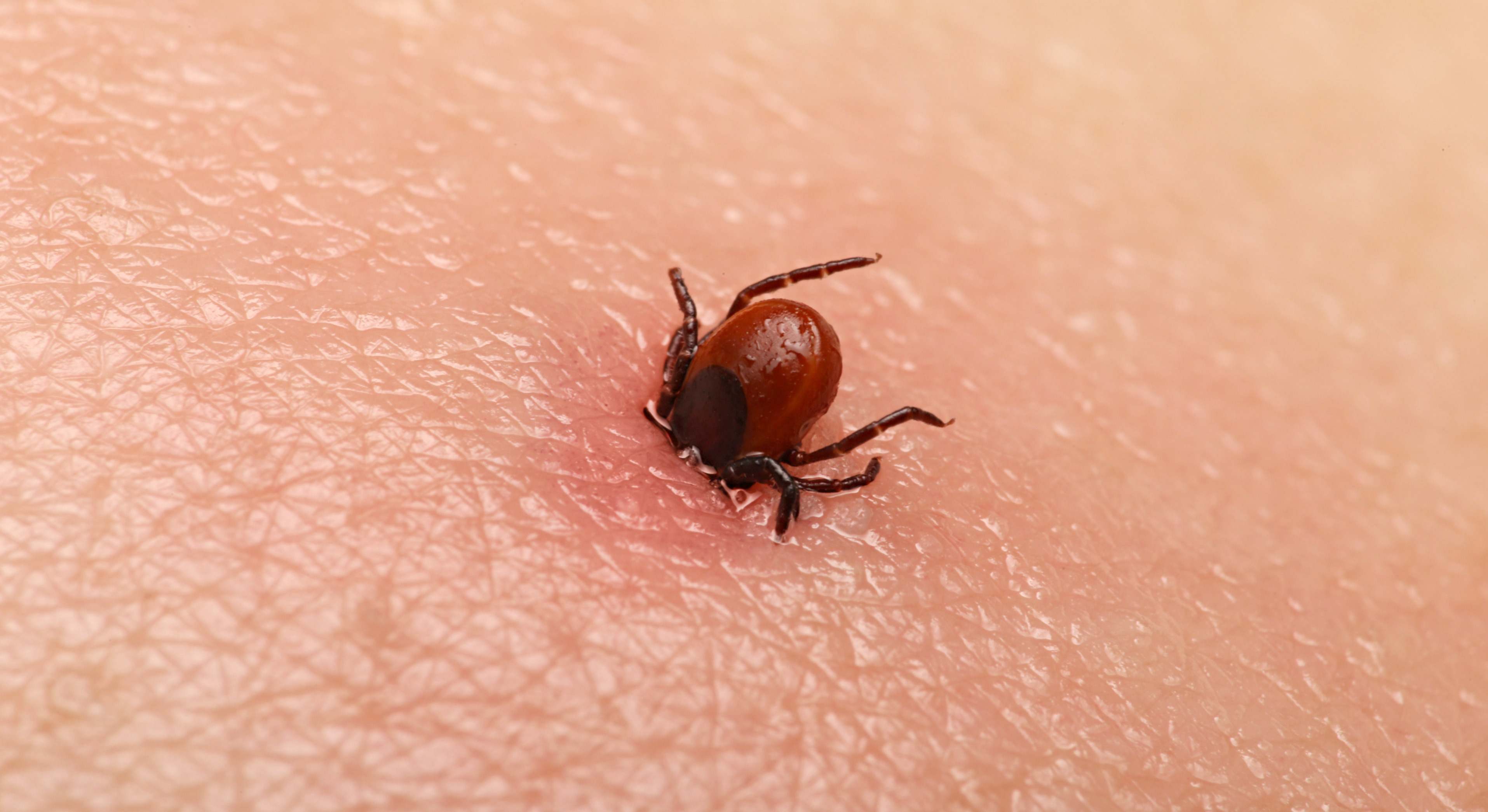 Imagen al detalle de una garrapata. / Foto: Dreamstime